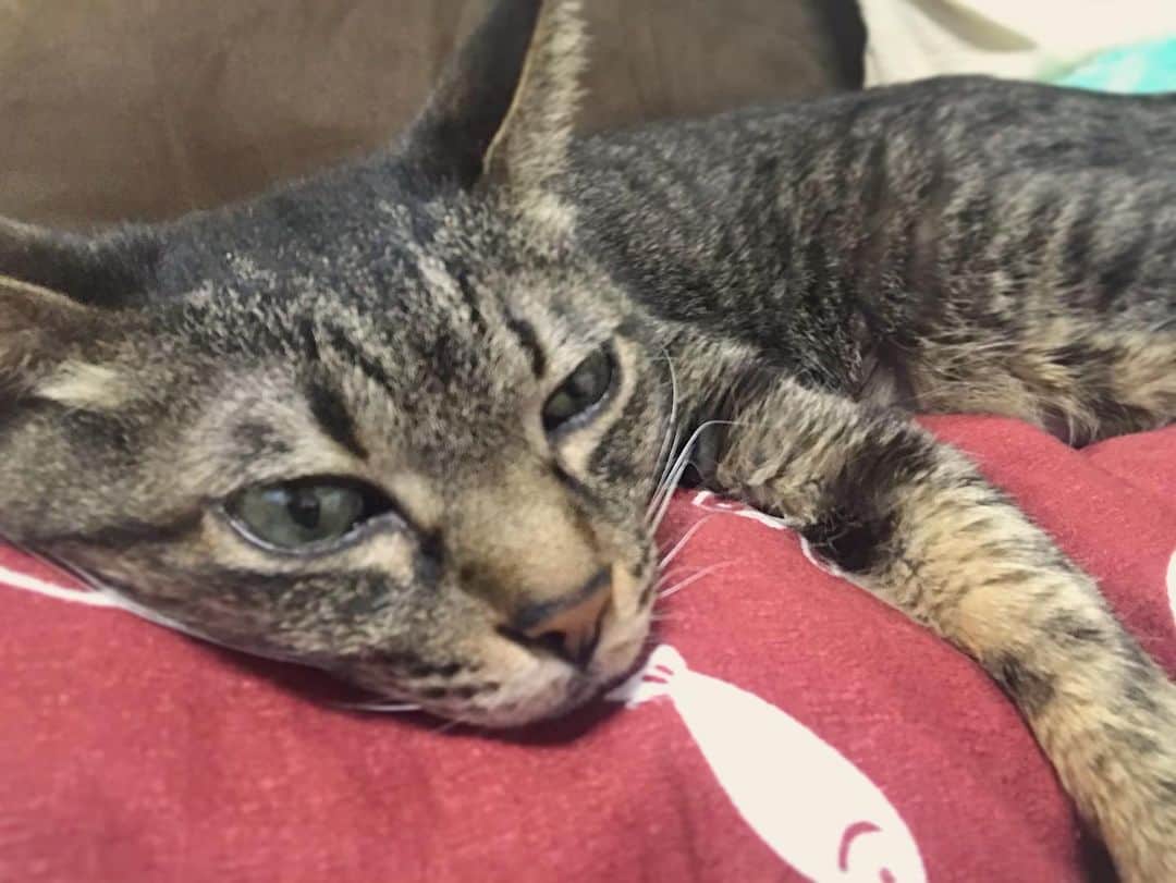 小嶋晶子のインスタグラム：「Hey, Why are you pouting? 🐈🐾 #cat #cats #browntabby #catsofinstagram #catstagram #neko #nekostagram #ねこ #ねこ部 #ねこすたぐらむ #きじとら #きじとらねこ #きじとら女子 #きじとら部 #ネコ #ネコ部  #キジトラ #キジトラネコ #キジトラ部 #かぎしっぽ #かぎしっぽ猫部 #カギしっぽ #カギしっぽ猫 #お腹ハゲてる #足の裏もハゲてる」