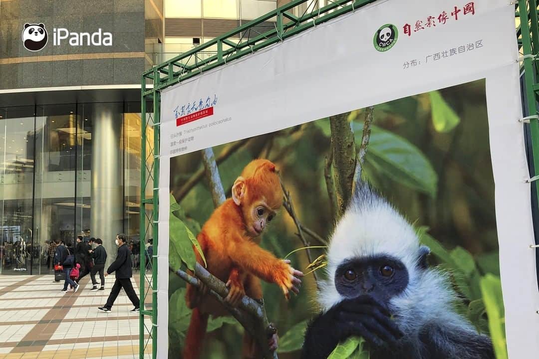 iPandaさんのインスタグラム写真 - (iPandaInstagram)「The white-headed langur is one of the most endangered primates in the world. Before 1980, there were fewer than 300 white-headed langurs left in China. Chongzuo in south China's Guangxi Zhuang Autonomous Region, with the typical karst topography, is the last home of the white-headed langur.   A series of actions to protect the rare animal have been launched at the Chongzuo National Nature Reserve including regular researches, academic exchanges, and scientific popularization activities. Now the population of the white-headed langur has reached to over 1200.  🐒 🐒 🐒 #Panda #iPanda #Cute #AGreenerEarth #WildlifeParadise #PandaPic」11月27日 17時30分 - ipandachannel
