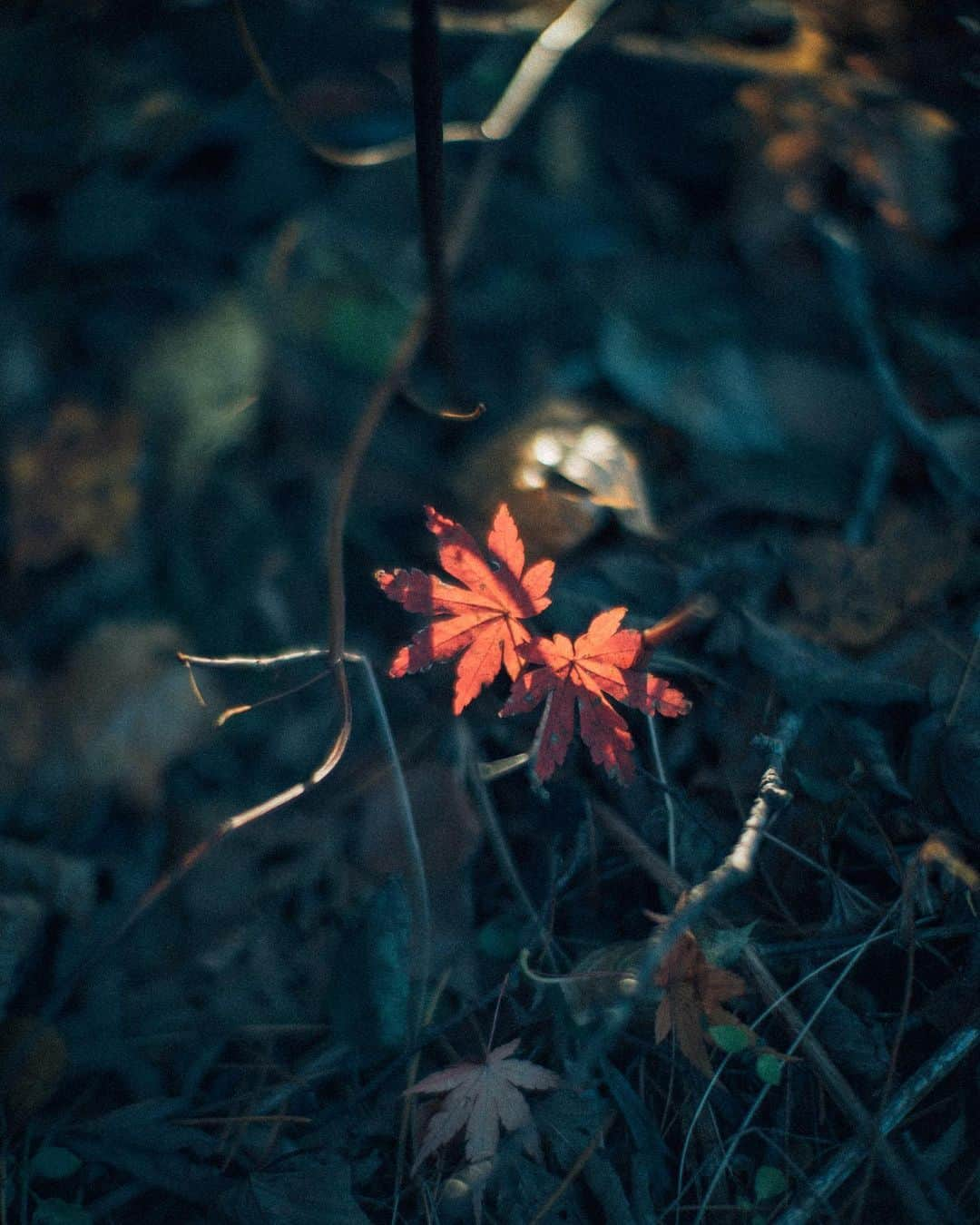 haru wagnusさんのインスタグラム写真 - (haru wagnusInstagram)「Air, tree, leaf, and autumn colors🍁 ㅤㅤㅤㅤㅤㅤㅤㅤㅤㅤㅤㅤㅤ この秋は、旅にたくさん出掛けています。 今は、熱海にいます。 ㅤㅤㅤㅤㅤㅤㅤㅤㅤㅤㅤㅤㅤ ㅤㅤㅤㅤㅤㅤㅤㅤㅤㅤㅤㅤㅤ #五色沼 #sonya7riii」11月27日 17時31分 - wagnus