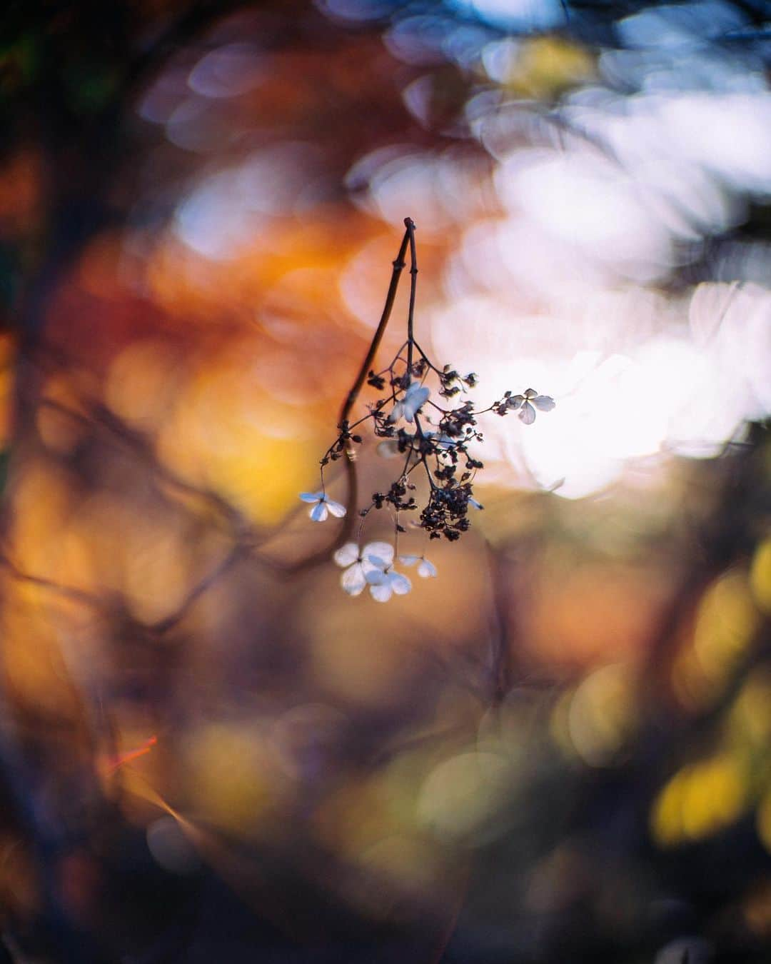 haru wagnusさんのインスタグラム写真 - (haru wagnusInstagram)「Air, tree, leaf, and autumn colors🍁 ㅤㅤㅤㅤㅤㅤㅤㅤㅤㅤㅤㅤㅤ この秋は、旅にたくさん出掛けています。 今は、熱海にいます。 ㅤㅤㅤㅤㅤㅤㅤㅤㅤㅤㅤㅤㅤ ㅤㅤㅤㅤㅤㅤㅤㅤㅤㅤㅤㅤㅤ #五色沼 #sonya7riii」11月27日 17時31分 - wagnus