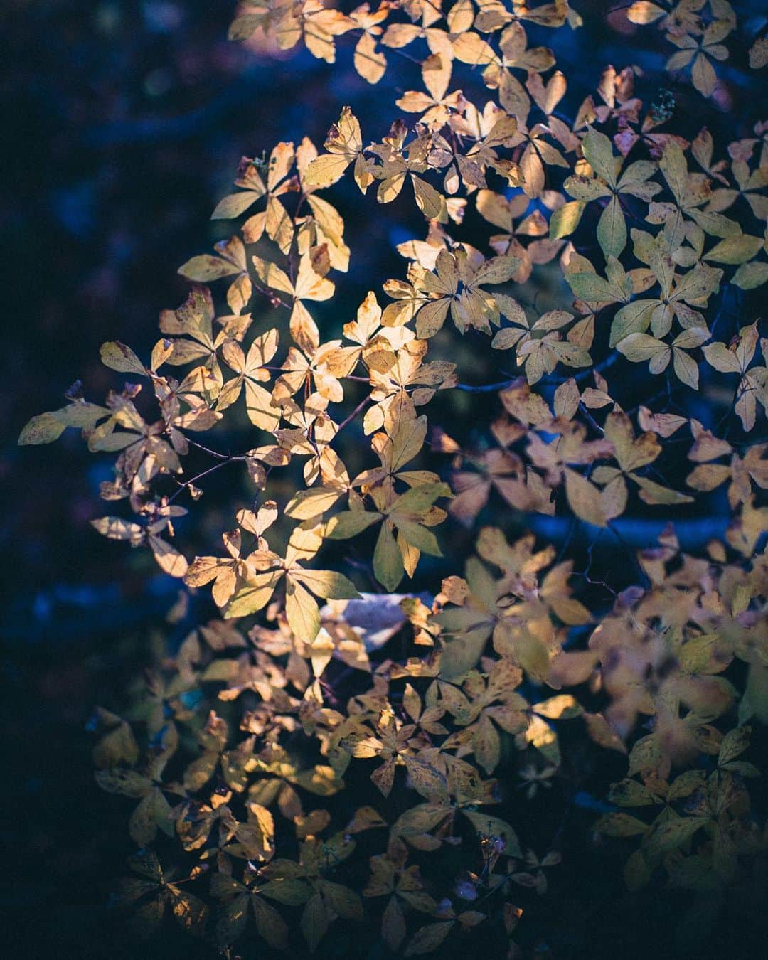 haru wagnusさんのインスタグラム写真 - (haru wagnusInstagram)「Air, tree, leaf, and autumn colors🍁 ㅤㅤㅤㅤㅤㅤㅤㅤㅤㅤㅤㅤㅤ この秋は、旅にたくさん出掛けています。 今は、熱海にいます。 ㅤㅤㅤㅤㅤㅤㅤㅤㅤㅤㅤㅤㅤ ㅤㅤㅤㅤㅤㅤㅤㅤㅤㅤㅤㅤㅤ #五色沼 #sonya7riii」11月27日 17時31分 - wagnus