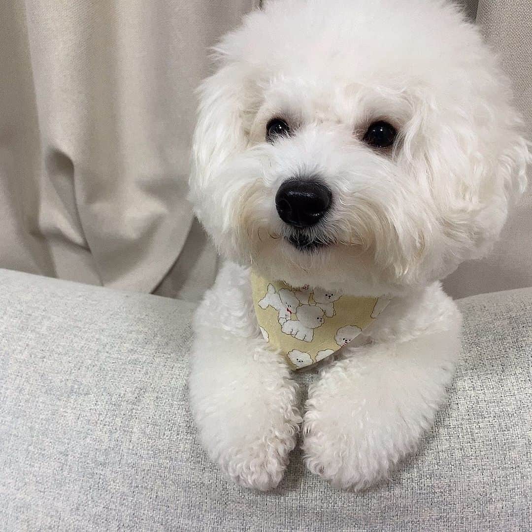 ハナマサのインスタグラム：「バンダナが🐕💕  #hanamasagram #ビションフリーゼ」