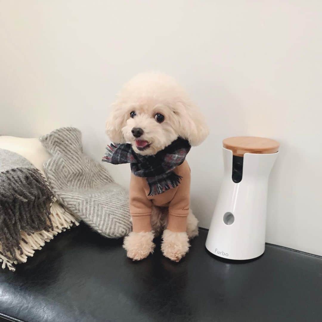 mizuのインスタグラム：「いつもロッタを見守ってくれているFurbo。 ドッグシッター機能という新しいサービスに登録してみたのでご紹介させてください。(無料トライアルがあるのでまずはお試しできます。) 我が家は少しのお留守番はフリーにすることもありますが、長い時などはケージにいれています。  特に便利でうれしい機能が、クラウドレコーディングとドギーダイアリーです。  ⁎クラウドレコーディング(3枚目) ロッタが動く度にその様子を録画してくれます。今までよりも細かく通知があり、さらにそれを録画しといてくれるので、何かあった時に見逃さずにすみとても助かっています！ 以前からファーボのおかげで遠吠えしてるのはわかっていたけど、その全てを知ることができました。お留守番は少ない方だと思うけど、それでも寂しい思いをさせてるんだなと改めて感じました。  ⁎ドギーダイアリー(4枚目) 1日の様子を早回しで1分ほどの動画にまとめてくれます。 作成のお知らせが届いたらすぐにチェック！ 何度もジャンプしたり(車や玄関を開ける音でいつもジャンプします)、あ、お水飲んだ、トイレ行った、とほっこりにやにやしちゃうし、愛おしさが増します♡ お留守番の様子をまとめて見れるので、本当にありがたいのです。帰宅後の楽しみにもなっています♡ 保存もできるので、後日また見返したりしています。 便利な世の中になったなぁ…☺︎  そんなFurboが年末最大セール開催中⋆︎* 10,500円OFFの最安値でFurboをゲットできるチャンスです。 私のプロフィールにあるURLから確認できますので、ご検討中の方はぜひこの機会に☺︎  @furbo_japan  #Furbo  #ファーボ　#ドッグカメラ　#ドッグシッター　#PR」