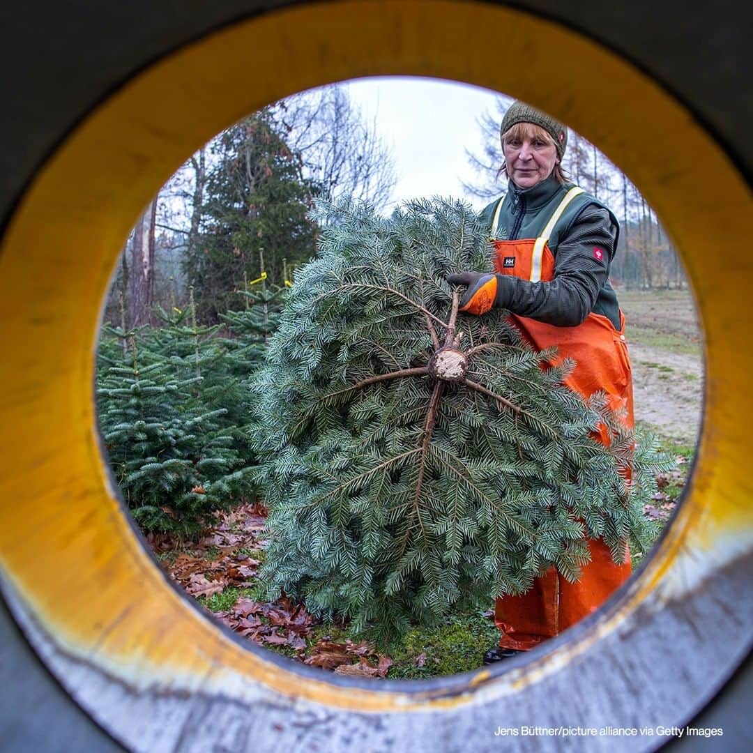 ABC Newsさんのインスタグラム写真 - (ABC NewsInstagram)「Workers begin the annual felling of Christmas trees at the state forestry company in Gädebehn, Germany. #christmastrees #germany」11月27日 18時00分 - abcnews