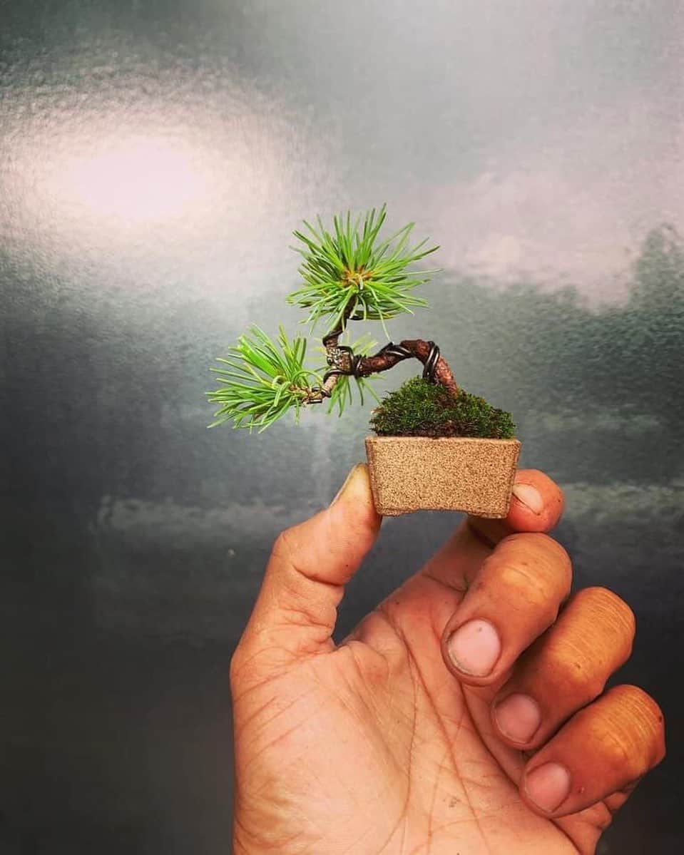 Rediscover Fukushimaさんのインスタグラム写真 - (Rediscover FukushimaInstagram)「What do you know about bonsai trees??🌲🤨  I had the pleasure of meeting Abe Daiki, a bonsai artist at Bonsai Abe in Fukushima (linked below) and he explained to me the work that it takes to raise bonsai, a family art that has been passed down from his grandfather who first started growing bonsai trees in the early 1900s. ✨  Read the full article on our Facebook page: Travel Fukushima Japan !   https://www.facebook.com/1516021425308893/posts/2841088846135471/?d=n   And be sure to check out @bonsai_abe for pictures of his amazing little trees. 😄💕  (Photo by @bonsai_abe )  🏷 ( #Japan #Fukushima #VisitFukushima #FukushimaSkylands #TravelJapan #nationalgeographic #BonsaiAbe #盆栽屋あべ #BonsaiTree #Bonsai #Japanese #JapaneseCulture #Fukushimagram #UniqueJapan #JapaneseHistory #CulturalExperience #LocalHeroes #localsecerts )」11月27日 18時03分 - rediscoverfukushima