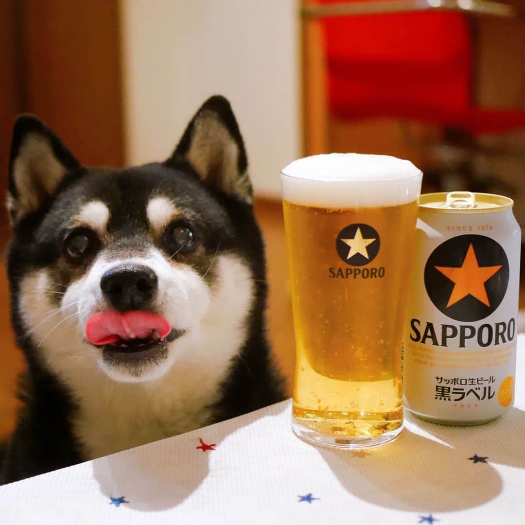 のインスタグラム：「今週もお疲れちゃんでした🍺 #目線の先にはおやつ #つぶらな瞳 #お疲れちゃんビール #サッポロ黒ラベル #サッポロ生ビール黒ラベル #黒ラベル #サッポロビール #sapporobeer #lovebeer #⭐️SAPPORO #乾杯をもっとおいしく #黒柴 #柴犬 #イッヌ #晩酌犬 #癒し犬 #カメラ目線犬 #犬かわいいよ #犬かわいいぬ #犬かわいい #犬のいる暮らし #犬のいる生活 #わんこと一緒 #わんこのいる暮らし #わんこのいる生活 #柴犬のいる暮らし #柴犬のいる生活 #黒柴と一緒 #黒柴のいる暮らし #黒柴のいる生活」