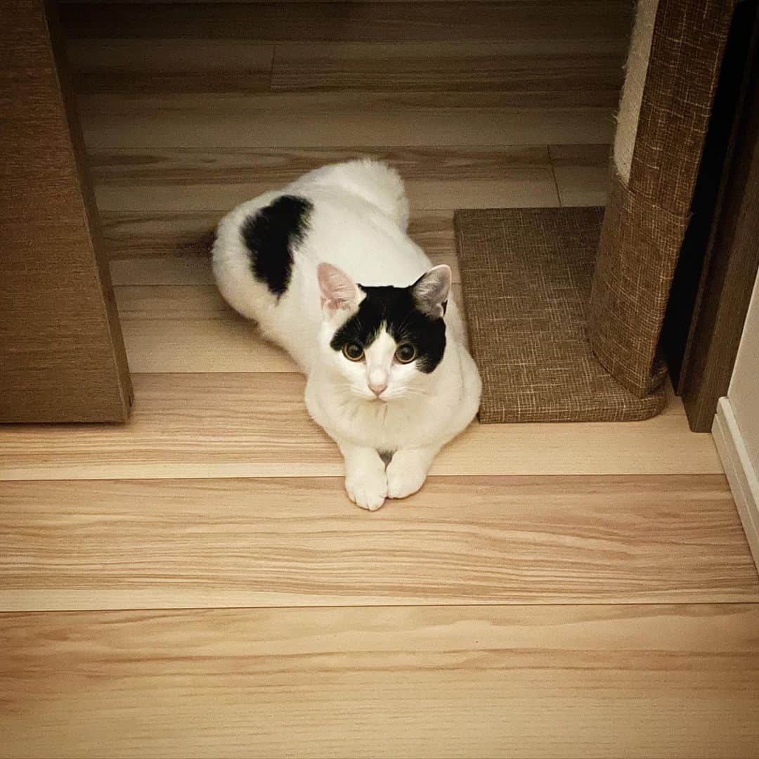 KAZUYAのインスタグラム：「今日のにゃんこ73。 このように様子を見てからベッドに上がってきます。 たまりませんね。 #猫 #猫のいる暮らし #cat」