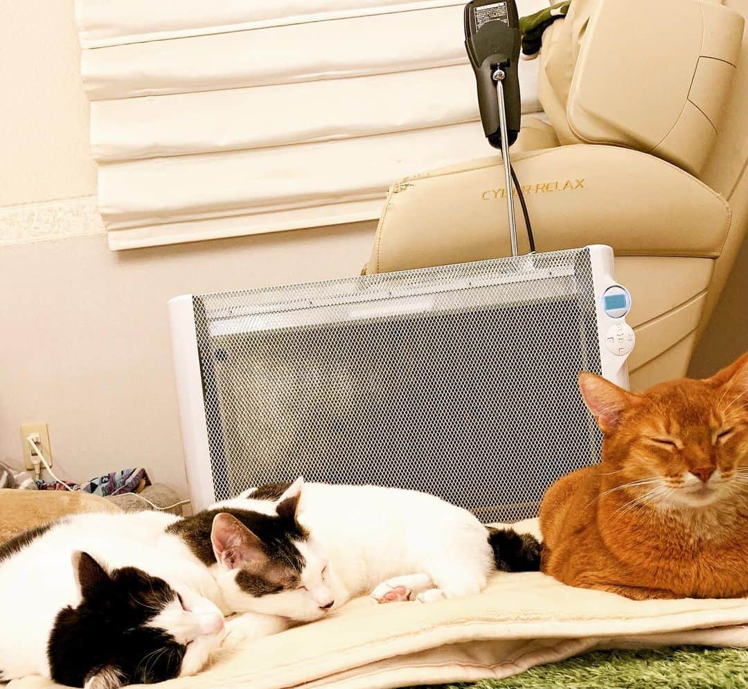 松野有里巳のインスタグラム：「パネルヒーター前に集合です。 寒くなってきましたね❄️  気持ちよさそうに寝てるニャン達を見てるだけで　ほっこり心が温かくなります❤️  #柚子カボス割り  #猫の渋滞 #冬の光景 #猫との暮らし #保護猫」