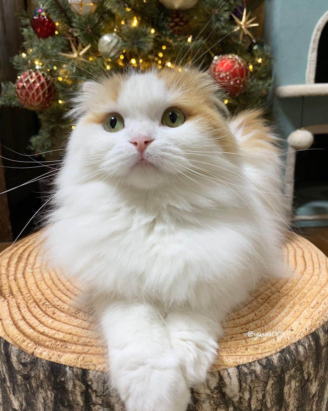 のインスタグラム：「I'm preparing 🎄✨  そろそろクリスマスの気分になって来たので、イクラちゃんに邪魔されながらツリーの仕上げしました〜🧚‍♀️  今年は赤とゴールドでエスニックなイメージ✨ ガラスが日中もキラキラ綺麗です🤩  #weeklyfluff #fluffy #christmastree #adorable #cat #catsofinstagram #meowed #pleasantcats #scottishfold #catlover #kawaii #cat_features」