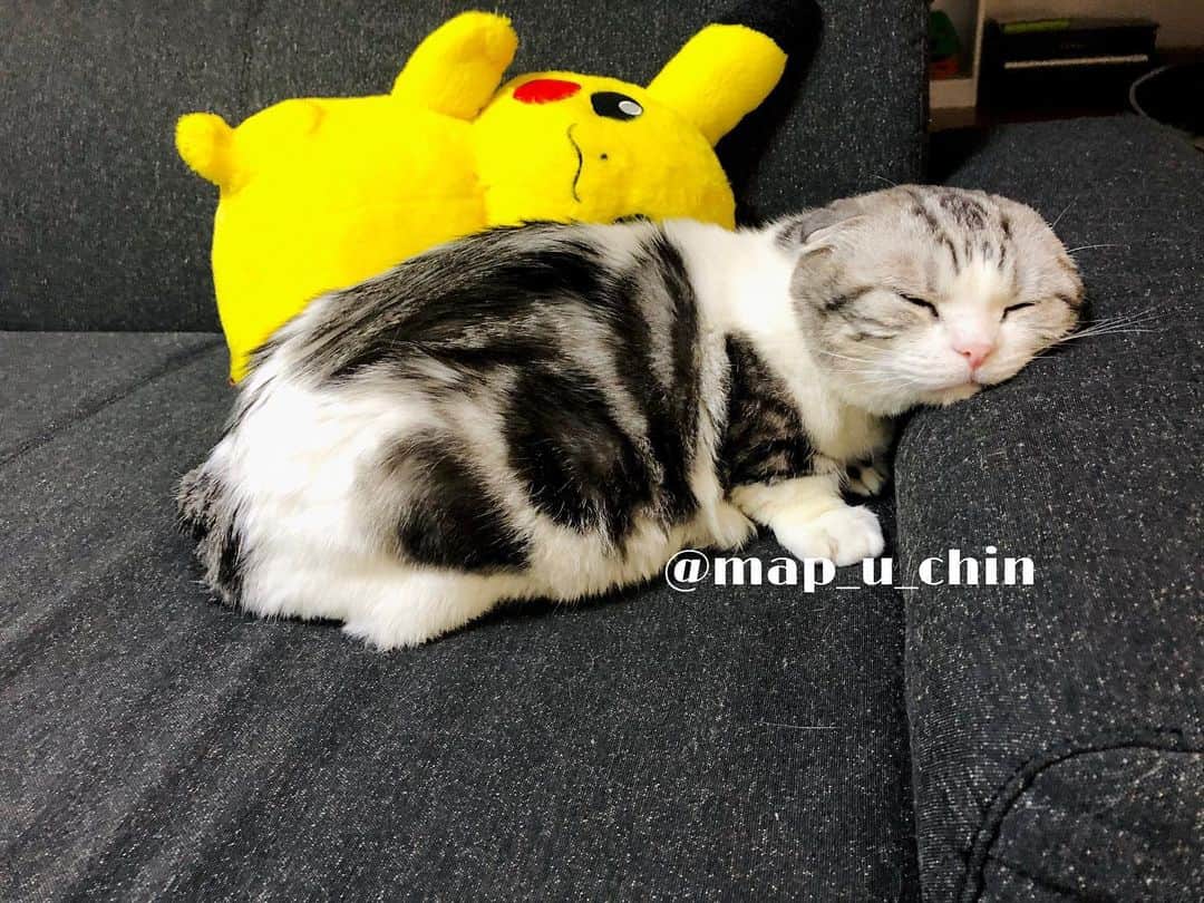 まっぷーちんのインスタグラム：「可愛く寝てるな〜と思って撮ったら起きた(また寝た)  #肘掛けは枕 #猫 #ねこ #cat #マンチカン #短足マンチカン #折れ耳マンチカン #manchkin #ピカチュウ #pikachu」