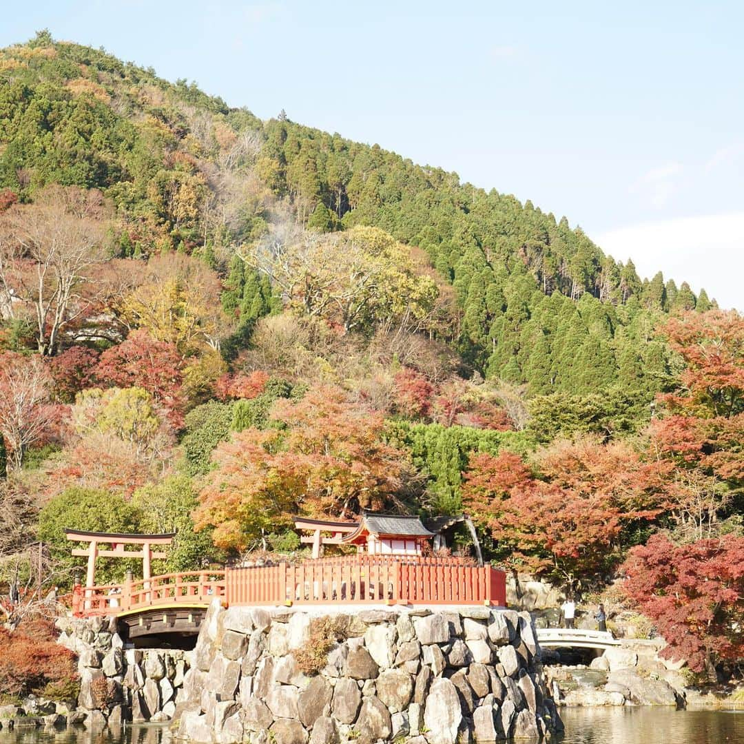 藤原時さんのインスタグラム写真 - (藤原時Instagram)「大阪は箕面市にある「ダルマ寺」こと「勝尾寺」に行ってまいりました。あの世に足を踏み入れてしまったかと勘違いするほどの壮観な風景に心を奪われ、気づけば境内に二時間。 篠山紀信先生さながらダルマを色んな角度で艶やかに撮らせていただきました。皆様も一休みに是非。  #勝尾寺 #japan #osaka #temple  #autumnleaves #katuoji #daruma #トキ写真展 #fujisakitoki #α7r2 #紅葉　#紅葉に行こうよう　#引退レベルのボケ」11月27日 18時42分 - fujisakitoki