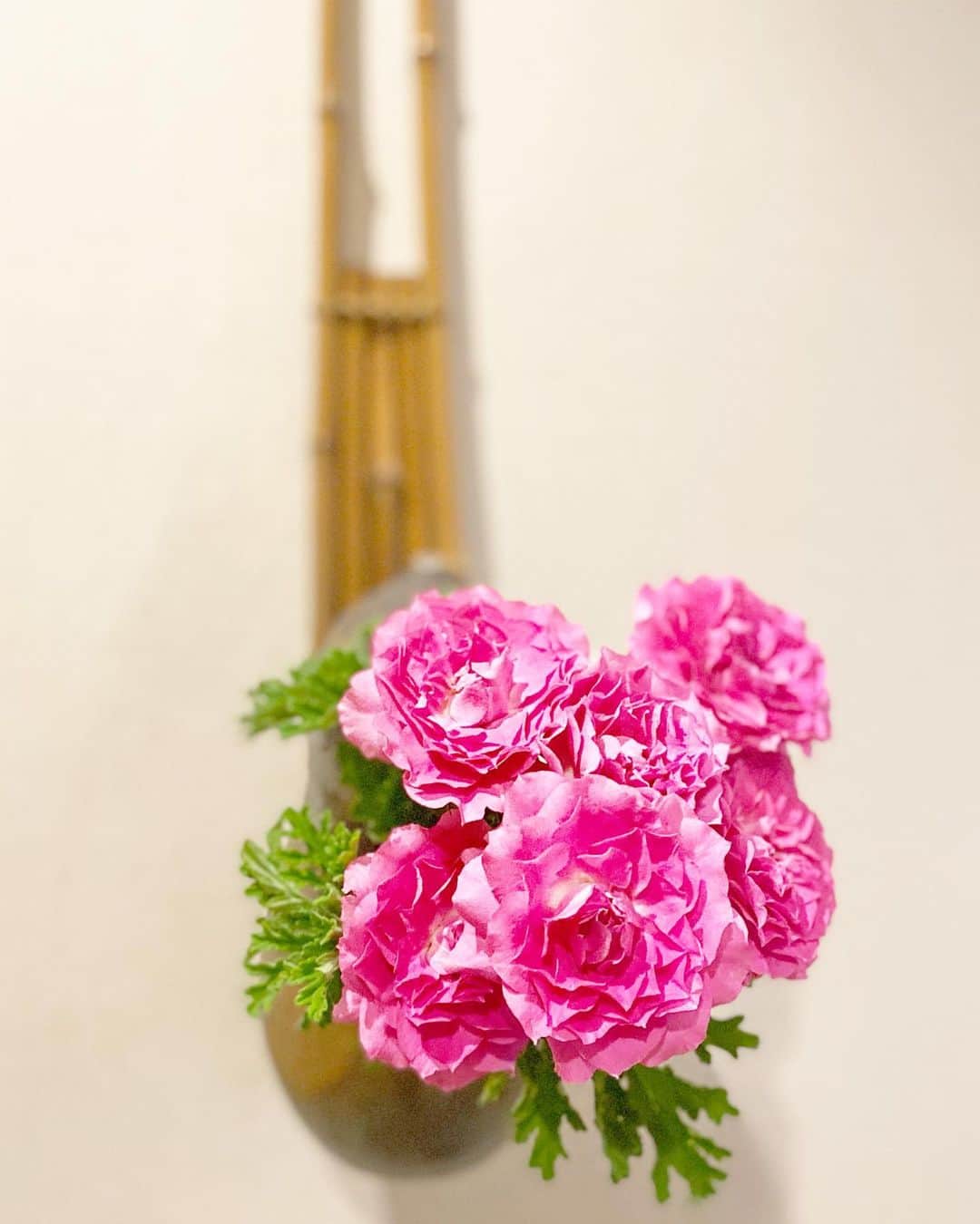 祥吉さんのインスタグラム写真 - (祥吉Instagram)「・ 一週間前にいただいた可愛らしいピンクの薔薇 まだ元気に咲いてます 切り花が長くもってくれる季節になりました  #今日のお花 #薔薇 #ピンクの薔薇 #花」11月27日 18時47分 - akoshokichi