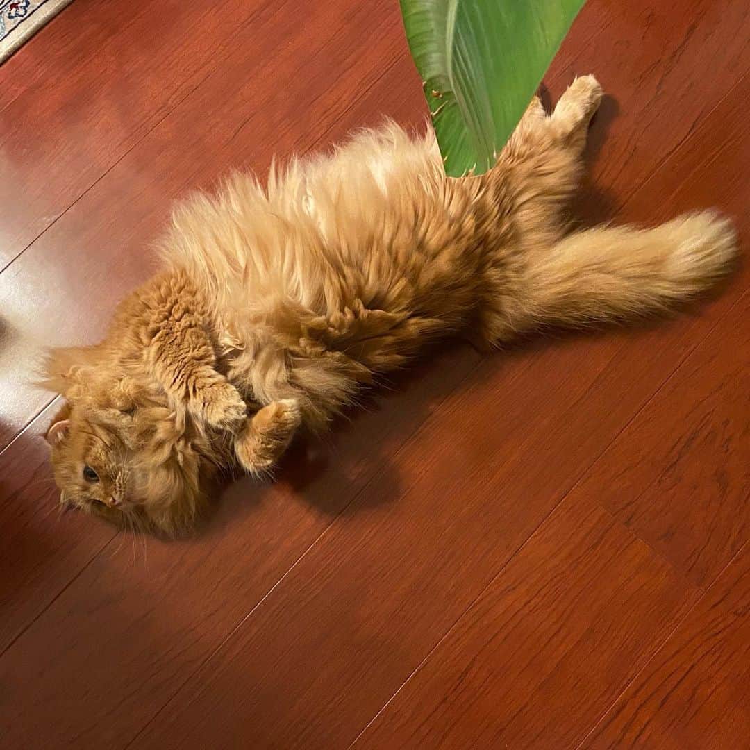 井上富美子さんのインスタグラム写真 - (井上富美子Instagram)「床に猫が落ちています  #ねこ #猫 #愛しい #可愛い #癒し #床が好き #床暖房は入れてない #cat #catstagram」11月27日 18時55分 - fumi_ino1222