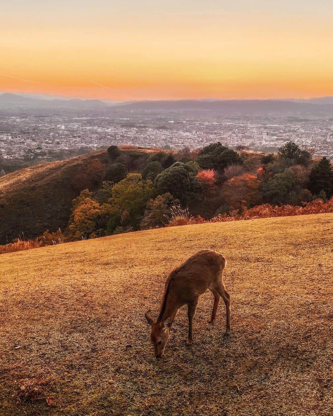 Koichiのインスタグラム：「| At dusk of orange 🦌  #Hellofrom #Nara #BeautifulJapan  .」
