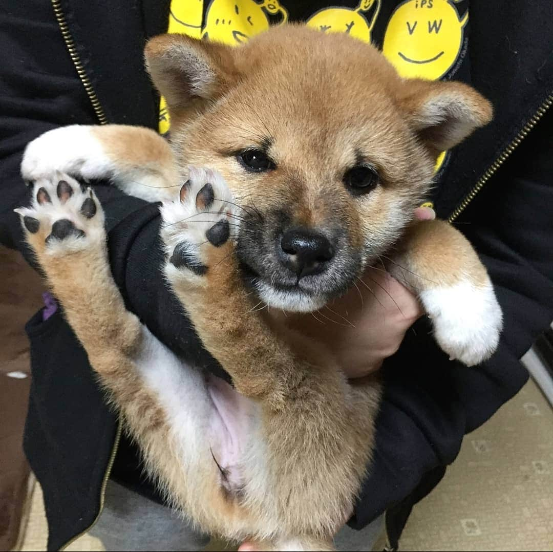 柴犬たま Shibainu Tamaさんのインスタグラム写真 - (柴犬たま Shibainu TamaInstagram)「🍀蔵出し映像リターンズ🍀﻿﻿ ﻿足ピーン‼️ ﻿﻿ Caption trans🇬🇧﻿﻿ 🍀 Memory clip returns 🍀﻿﻿ She stretches her legs‼️ ﻿﻿ #たま家族 #柴犬ミケ #蔵出し映像 #蔵出し映像リターンズ #ミケしゃんの靴下 #困り顔 #抱っこ #足ピーン #肉球 #柴犬 #shiba #shibainu #shibastagram #犬 #dog #柴犬子犬 #子犬 #shibapuppy #shibainupuppy #puppy」11月27日 19時03分 - tama7653