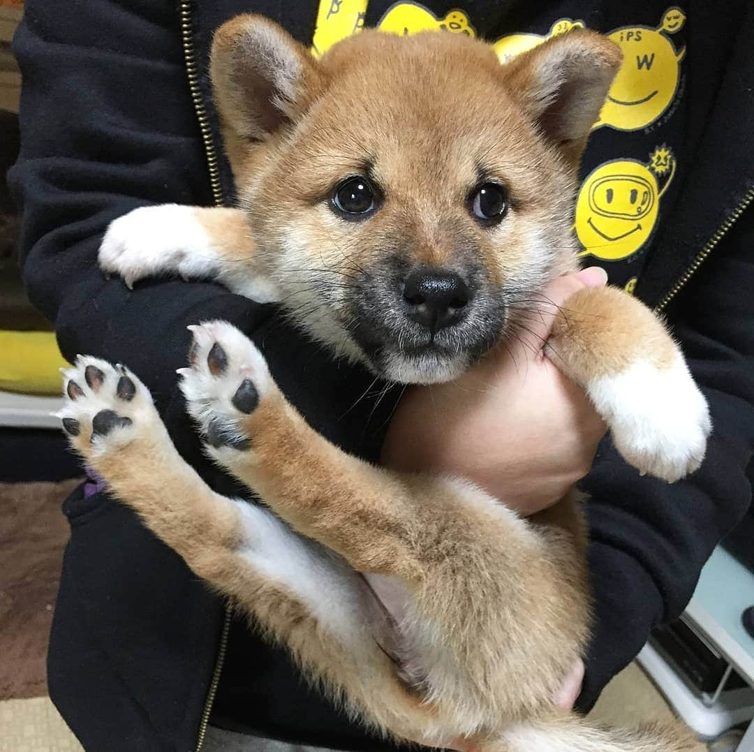 柴犬たま Shibainu Tamaさんのインスタグラム写真 - (柴犬たま Shibainu TamaInstagram)「🍀蔵出し映像リターンズ🍀﻿﻿ ﻿足ピーン‼️ ﻿﻿ Caption trans🇬🇧﻿﻿ 🍀 Memory clip returns 🍀﻿﻿ She stretches her legs‼️ ﻿﻿ #たま家族 #柴犬ミケ #蔵出し映像 #蔵出し映像リターンズ #ミケしゃんの靴下 #困り顔 #抱っこ #足ピーン #肉球 #柴犬 #shiba #shibainu #shibastagram #犬 #dog #柴犬子犬 #子犬 #shibapuppy #shibainupuppy #puppy」11月27日 19時03分 - tama7653