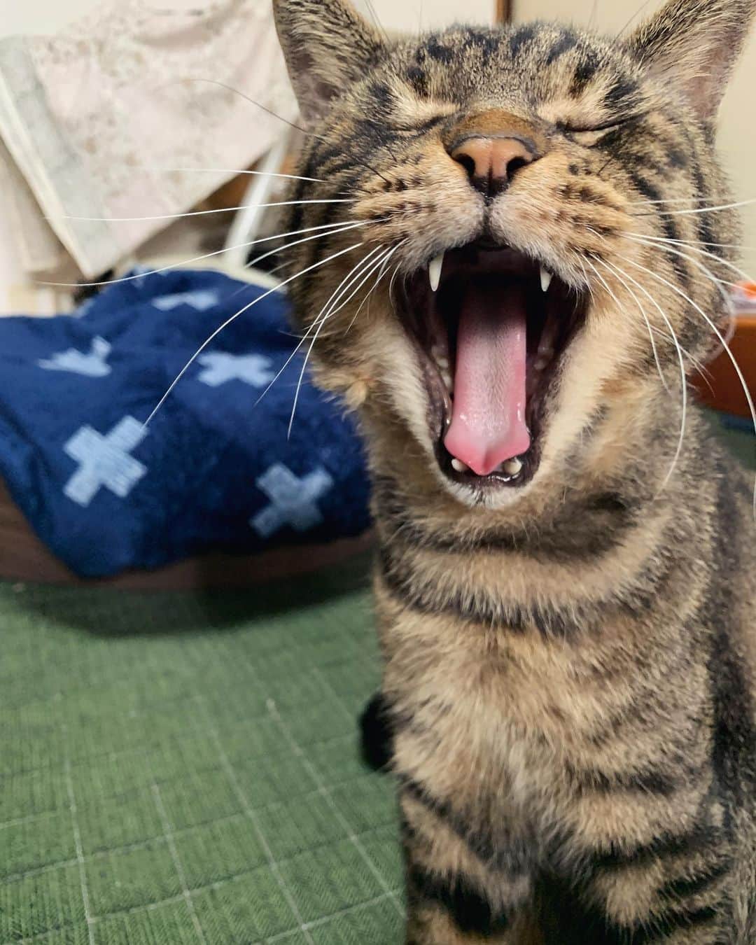 Musashiさんのインスタグラム写真 - (MusashiInstagram)「夕方ムサシさん。イケメンあくび5コマ。Yawn.🥱 #musashi #mck #cat #キジトラ #ムサシさん #ねこすたぐらむ #musashi_the_cat」11月27日 19時05分 - _daisy