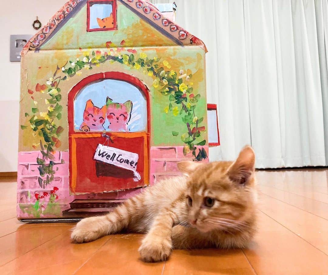 柴崎春通のインスタグラム：「Marron's House  Yeaaaaah, I've done it! Cardboard box and Acrylic paints.  完成。マロンの家。 段ボールとアクリル絵の具。 爺ちゃんがんばったよ。  #shiba_watercolor #kitty #cat #house #youtuber #保護猫 #お家」