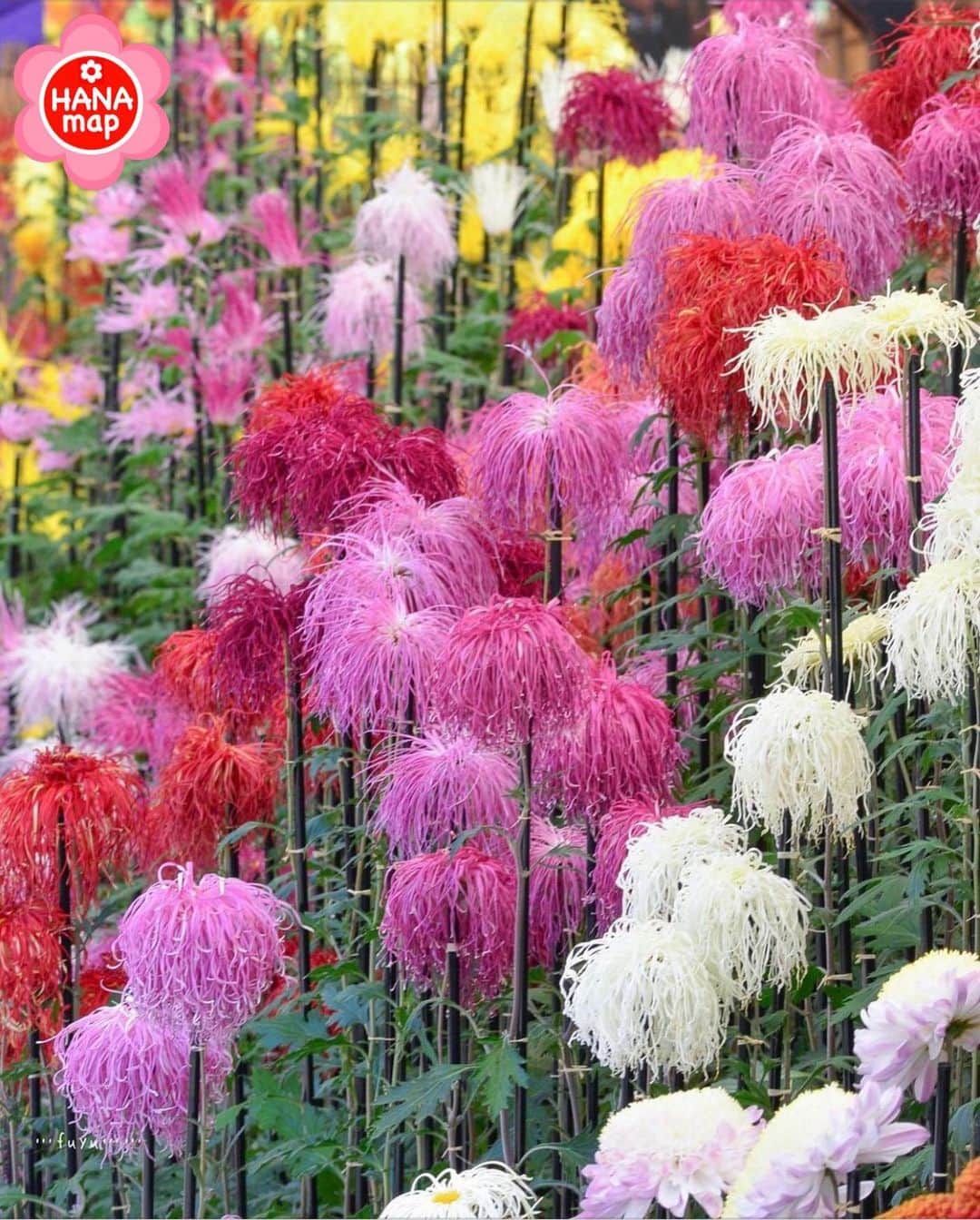はなまっぷ❁日本の花風景さんのインスタグラム写真 - (はなまっぷ❁日本の花風景Instagram)「🌸はなまっぷ🌸 *  @pipipi.no さんの 花のある風景に花まるを💮 * スリムな茎と個性的な花姿が可愛い古典菊をありがとうございます😊🌸 * 東京　 #神代植物公園 Jindai Botanical Gardens, Tokyo. 展示は終了しています * 🌼菊の花言葉📝🌼 高貴、高尚 * 見頃を過ぎている場所もご紹介しています。お出かけの際はHP等で最新の情報をご確認くださいね🙏🌸 * 🌸•••🌸•••🌸•••🌸•••🌸•••🌸 * いつも素敵なお花をありがとうございます😊 日本の花のある風景にタグ付けしてください🌸 お花があれば何でもOKです💓 * #はなまっぷ * #日本の美しい花風景#花のある風景#花#花言葉#風景#菊 * 🌸••••••お知らせ••••••🌸 * 花の写真展に参加してみませんか？？ 詳細はプロフィール記載のHP内をご覧ください」11月27日 19時26分 - hanamap