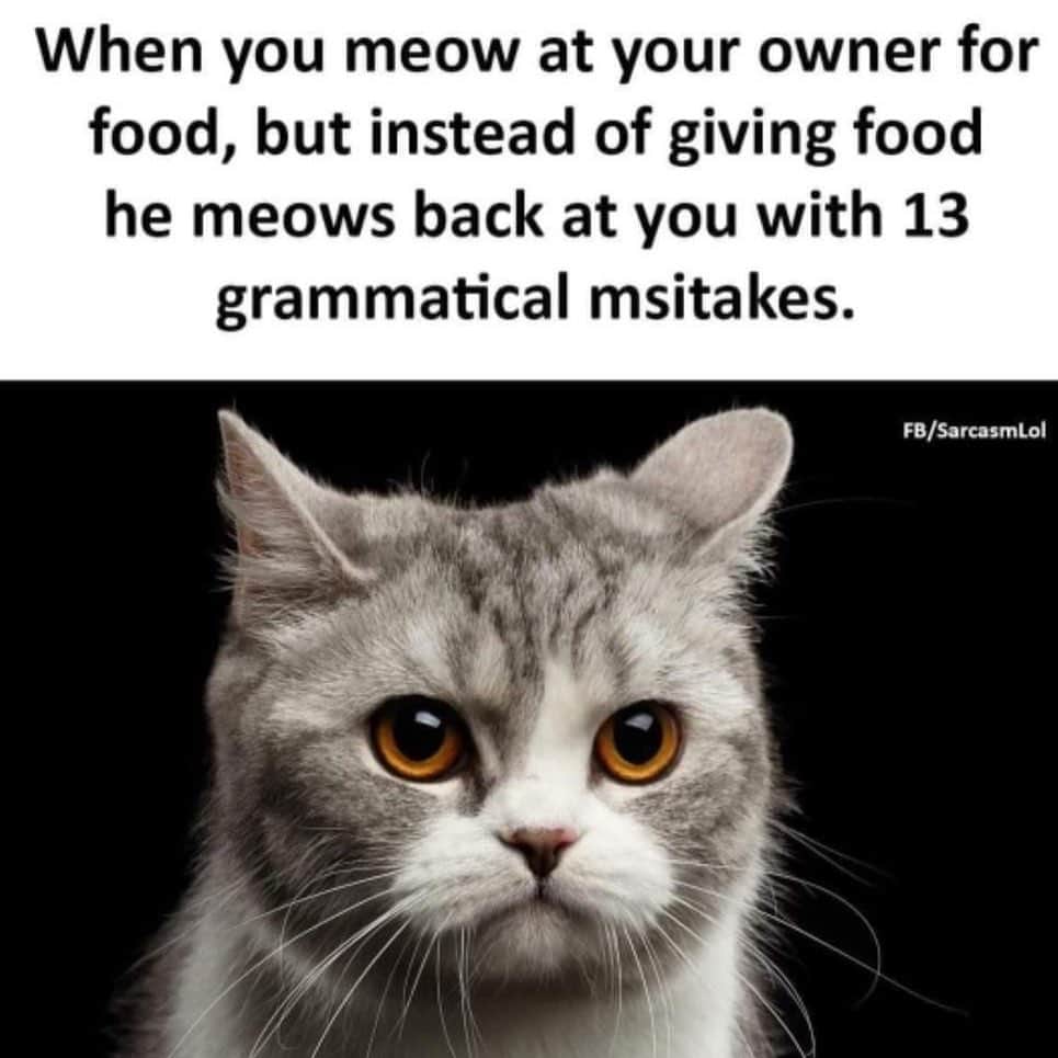 The Cats Of Instagramのインスタグラム：「Ugh. (Credit: Unknown)」