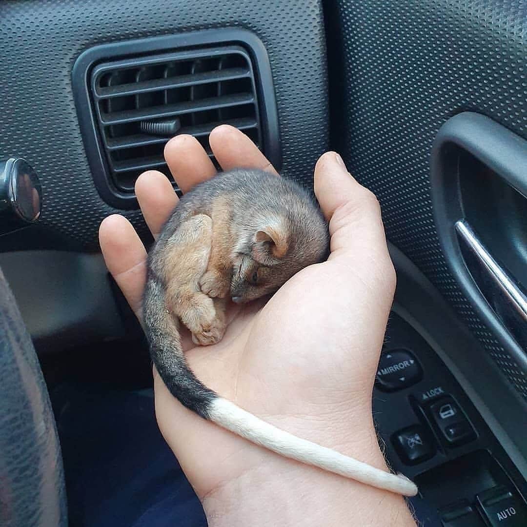 Discover Earthさんのインスタグラム写真 - (Discover EarthInstagram)「How cute is this baby possum ?  It got rescued by a farmer from the Australian bushfires last year...  "Kangaroo island fires  Found this little ringtail possum stiff as a board, cold as In the early hours of the morning In this video I'm warming him up in front of the heater as the life comes back into him. Poor fella lost his grip while holding onto his mum at somepoint during the night."  #discoveraustralia🇦🇺 with @stornoway_fires  . . . .  #possum  #opossum  #art  #marsupial  #possums  #cute  #animals  #australia  #wildlife  #possumsofinstagram  #drawing  #furry  #opossums  #autralia」11月28日 5時00分 - discoverearth