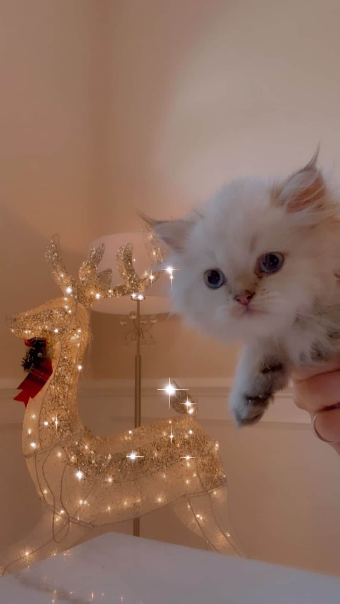 アンナ・ハウスのインスタグラム：「Play time and kicking it old-school 💥💥 needing to burn some calories after the feasting. Hello everyone 🐾💗@boomboom_persian #persian#kitten」