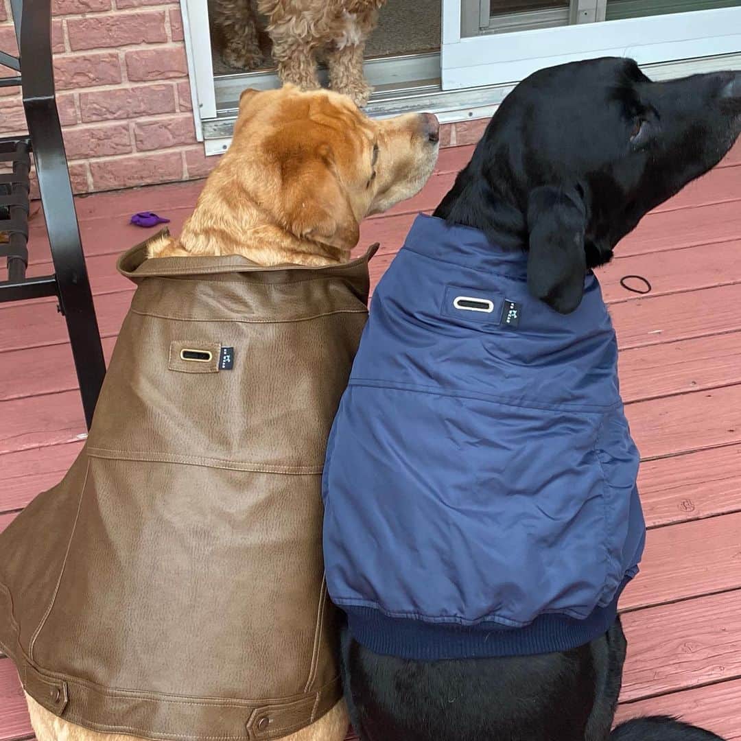 Jake And Gingerさんのインスタグラム写真 - (Jake And GingerInstagram)「Jake and Ginger sporting the cool K9 gear! They are a hit at the park!! Thank you @k9wear_official ! Visit their site ❤️❤️ #labsofinstagram #labradorretriever #pup #pupsofinstagram #dogs #dogsofinstagram #talesofalab #tailsofalab #petsarefamily #petclothes #petclothing #pets」11月28日 6時10分 - jake_n_ginger