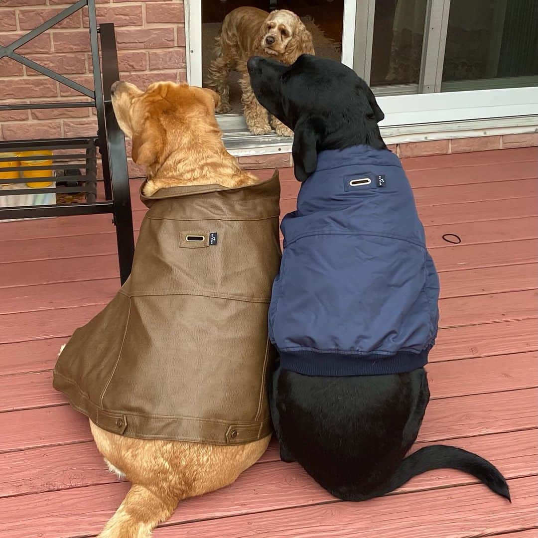 Jake And Gingerのインスタグラム：「Jake and Ginger sporting the cool K9 gear! They are a hit at the park!! Thank you @k9wear_official ! Visit their site ❤️❤️ #labsofinstagram #labradorretriever #pup #pupsofinstagram #dogs #dogsofinstagram #talesofalab #tailsofalab #petsarefamily #petclothes #petclothing #pets」