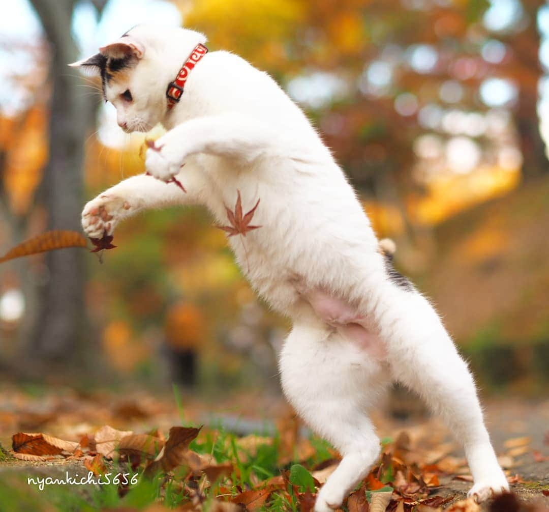 路地裏のにゃん吉さんのインスタグラム写真 - (路地裏のにゃん吉Instagram)「Maple Cats🍁  これが紅葉狩りにゃ🐈  Shot with OM-D E-M1 MarkⅡ M.ZUIKO DIGITAL 45mm F1.8  #生き抜け野良猫 ももちゃん #camera_kitamura #breakfree_olympus #แมว #igersjp#のらねこ部#猫#ねこ部#gallery_legit #にゃんすたぐらむ#みんねこ #cats#ファインダー越しの私の世界 #catsofinstagram #gatto#catloversclub#bnw_drama#gf_bnw #東京カメラ部#icu_japan#getolympus #love_bestjapan #art_of_japan_ #bestphoto_japan #TandDフォトコンテスト2020」11月27日 21時20分 - nyankichi5656