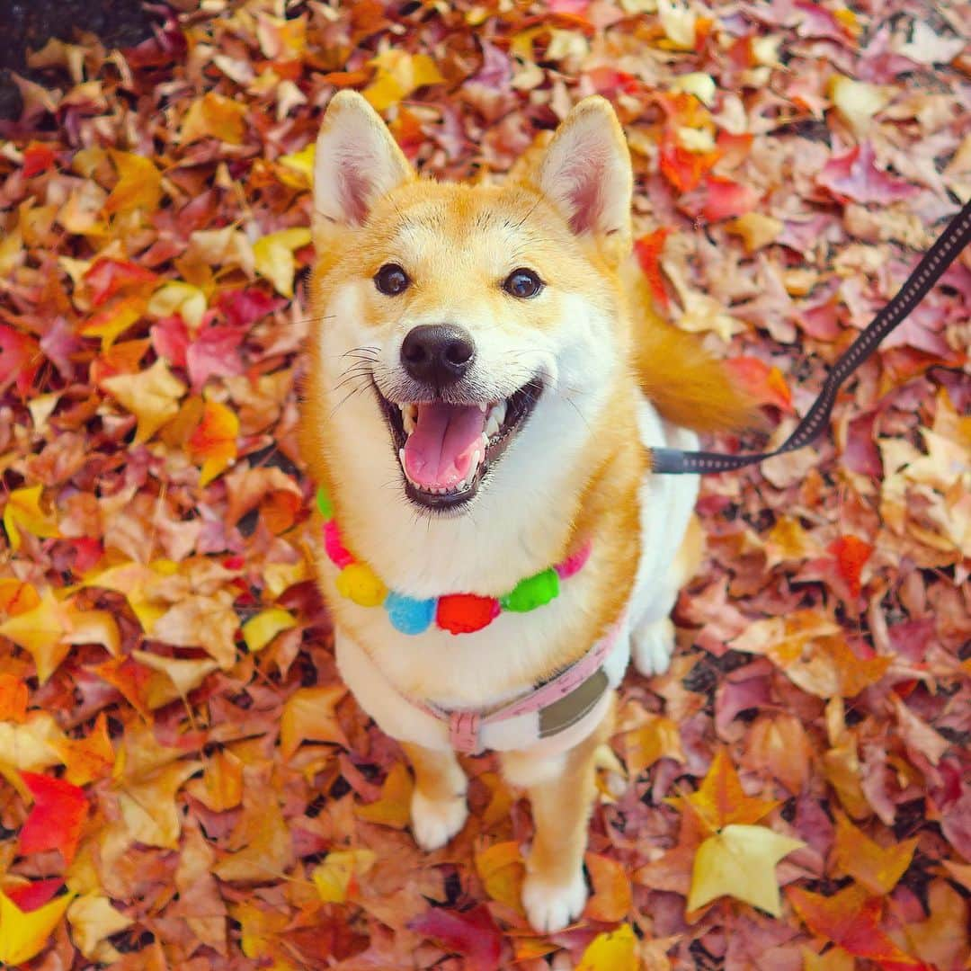 yokoのインスタグラム：「colorful carpet of fallen leaves💛❤️🧡 It’s a lovely season to enjoy beautiful autumn colors 🍂🍁Let's go for a walk🐾  葉っぱの宝石箱や〜🍂🍁  #つぶ散歩 #紅葉を見に行こうよう」