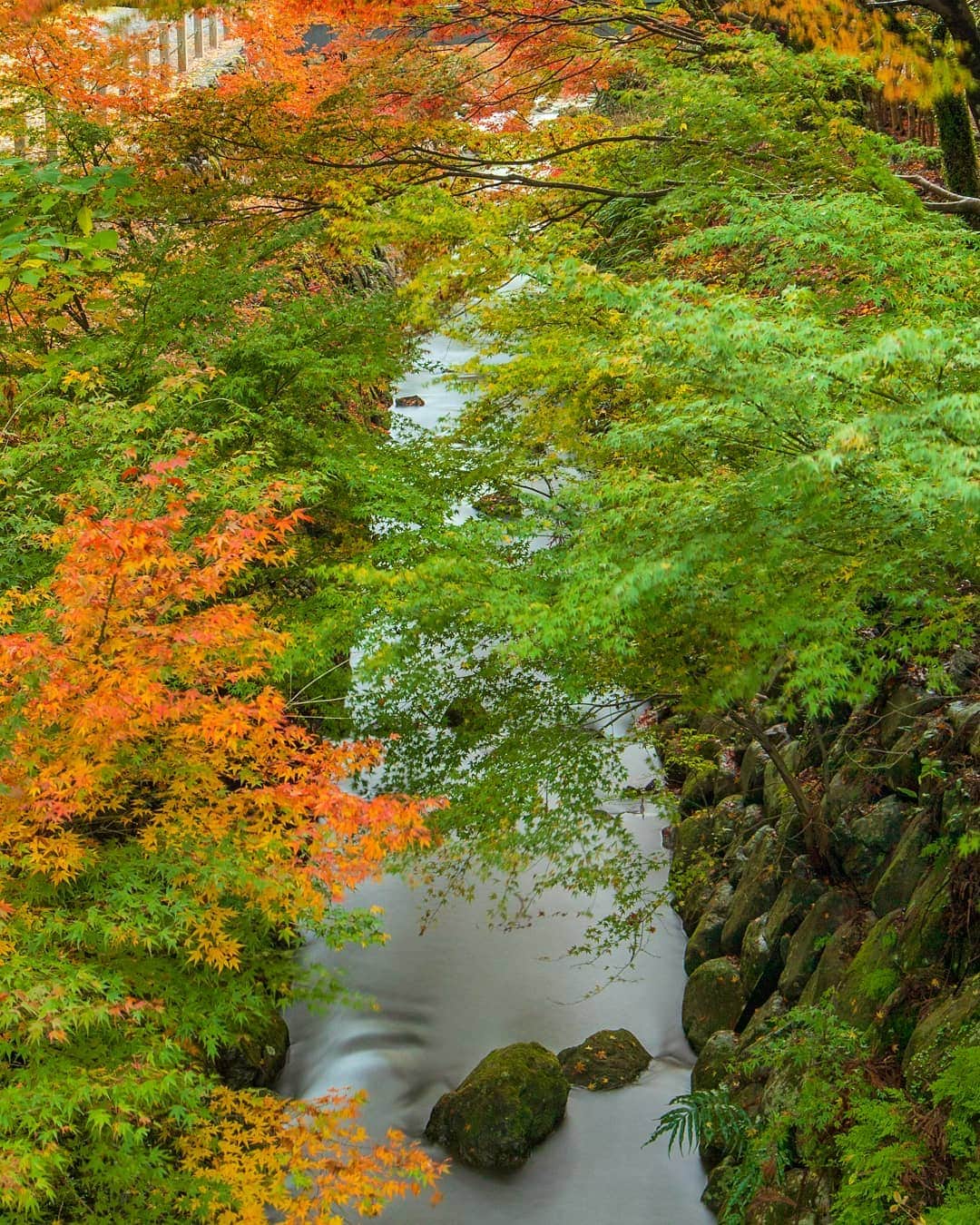 鹿児島よかもん再発見のインスタグラム：「今年の紅葉は彩りもタイミングも難しかったですね(^o^;)  まだ残っているもみじなどもありますので、残りの期間を大切にしたいものです(^-^)/  ※写真はピーク前の冠岳  #鹿児島 #鹿児島観光 #鹿児島の紅葉 #紅葉 #japan #kagoshima #kagoshimaphotograph  #冠岳」