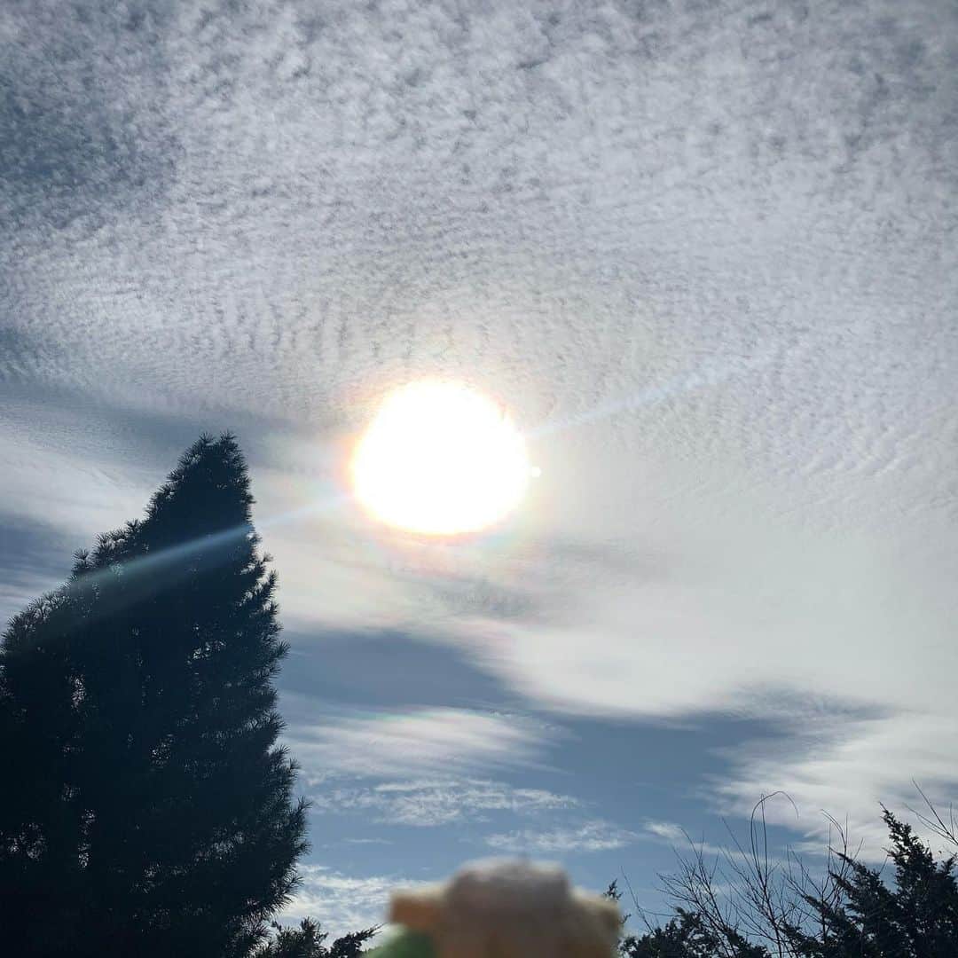 江口ともみさんのインスタグラム写真 - (江口ともみInstagram)「お野菜も収穫したよぉ‼️  昼過ぎにハロが見えたよ✨ 太陽の周りに虹色のわっかが出来るやつぅ‼️で、飛行機雲が横にあったんだけど、次の写真はその飛行機雲がジョワーって広がったとこぉ  お空は色んな景色が見られて楽しいね😊今度長野行く時は天体望遠鏡持って行きたいなぁ⭐️  #fumofumosan #フモフモさん #おかちゃん#ひーくん#かっぺ #まめもみ農園 #野菜収穫#ハロ#暈」11月27日 21時35分 - tomomin.eguchi
