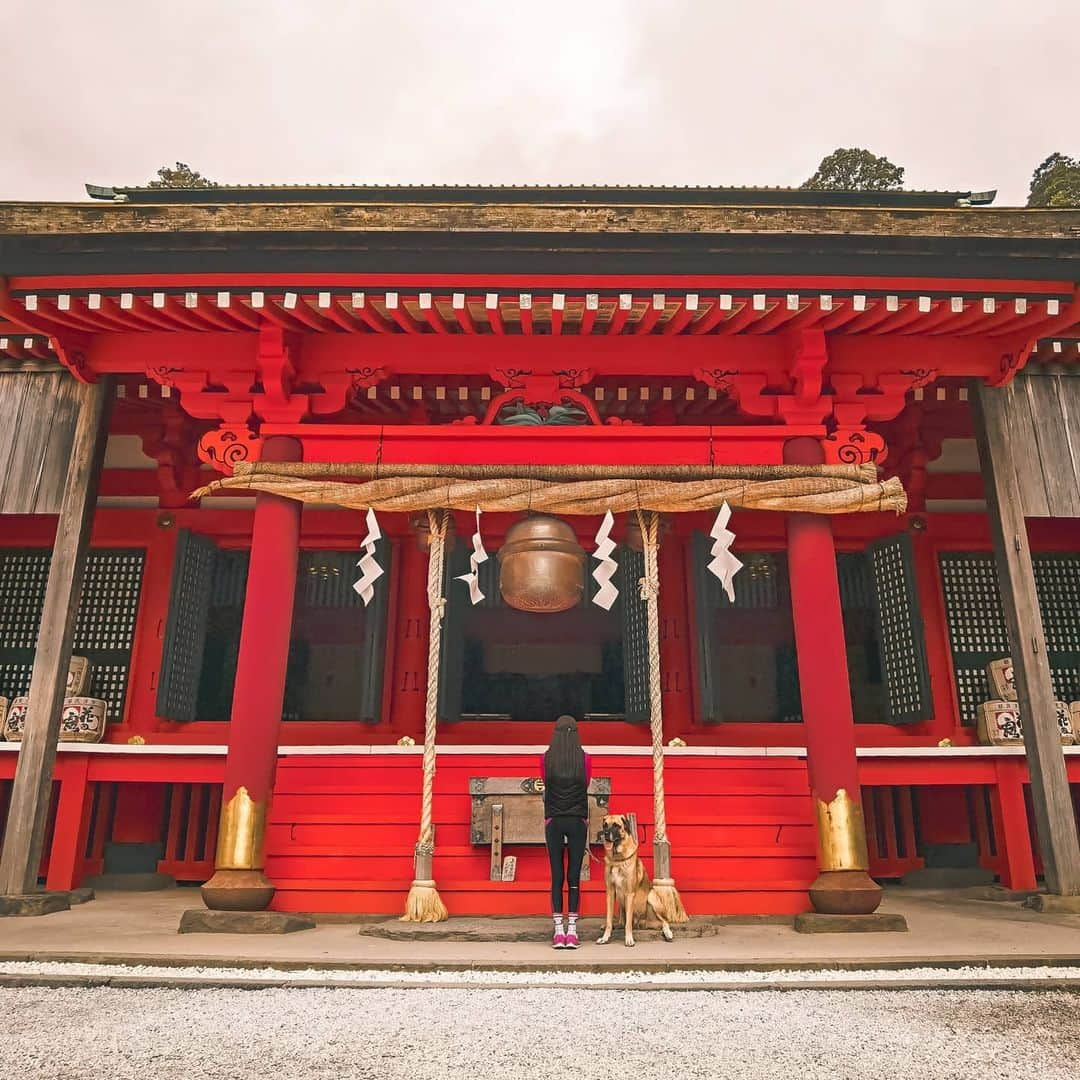 吉松育美さんのインスタグラム写真 - (吉松育美Instagram)「Japanese shrine🙏🙏🙏✨ . #IYGBeautyAcadeny では勝運の神に参拝します🙋‍♀️💖 @iyg.beautyacademy  . この神宮に来るのだってキツイ参道を登って行かないと辿り着けない💦❤️ . まさに修行の山です💦💦💦 . 勝つためにはそれだけ頑張らないと勝利の神は微笑んでくれないんですね🙏🙏🙏🙏 . 参拝する時いつもバディーは神様にお尻向けて🤦‍♀️ひたすら警備に撤してくれます💦🙏 . . . . . . #beautylesson #beauty #fall #autumn #japanesearchitecture #japanesehouse #beautypageant #fukuoka #ミスコン #ミスジャパン #ミセスコン #ミセスジャパン #ロケーション #location #movie #shooting #photography #写真好きな人と繋がりたい #フィルター越しの私の世界」11月27日 21時39分 - ikumiyoshimatsu