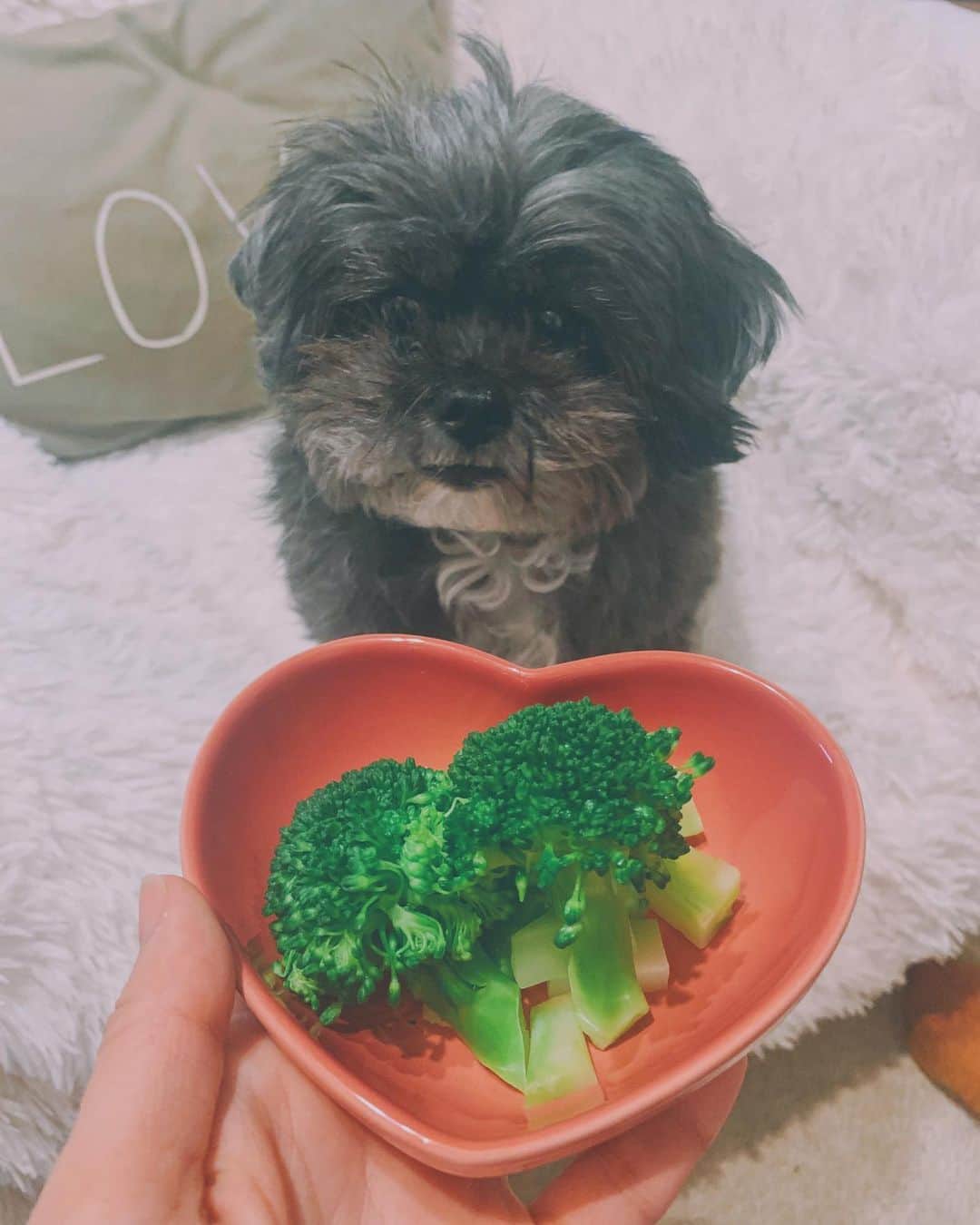 片桐舞子のインスタグラム：「お誕生日🐶💕 ワイルドにブロッコリーをあげてみたら ま、そうなるよねーっていう🥦😂  9歳 まだまだ超元気 毎日ずーっと喋ってるw  #ごまちょ#シープー#みっくすけん #といぷー#しーずー」