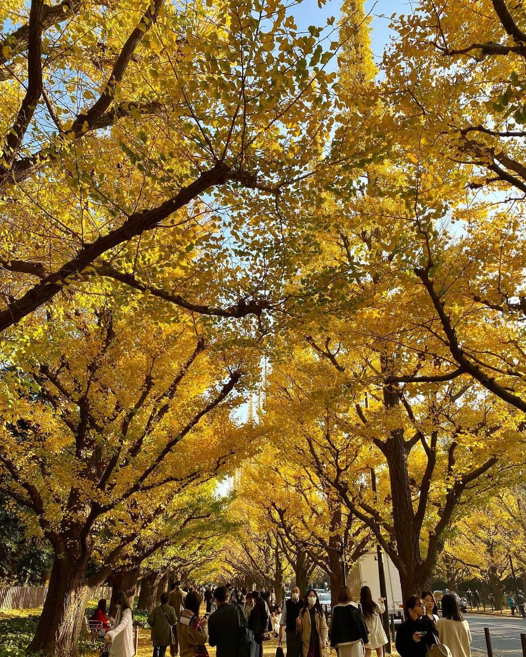 岡英里さんのインスタグラム写真 - (岡英里Instagram)「何年ぶりに #銀杏並木 を観てきました🍁  紅葉ってこの時期だけなので特別感あるよね☺️✨  ずーっと続く銀杏並木は本当に綺麗✨お散歩するだけでわくわくするし幸せな気持ちになれました💓  本当に綺麗なので葉が無くなる前に是非行ってみてね☺️  今回は撮影だったので近くの @cupola_omotesando でヘアセットして頂きました❣️  まなみさんありがとうございました🎀  〜coordinate〜 outer @rumche_official  tops @elendeek  one-piece @casa_fline   #イチョウ並木 #いちょう並木 #いちょうの木 #銀杏の木 #イチョウ #紅葉 #お散歩 #お散歩日和 #撮影 #撮影日和 #ヘアセット #ヘアアレンジ #ポニーテール #ポニーテールアレンジ #ポニーテール女子 #ふわふわ #ふわふわ系女子 #ファッション #秋冬コーデ  #rumche #elendeek #casafline #japanesegirl #japanese #japan」11月27日 21時48分 - okaeri0424