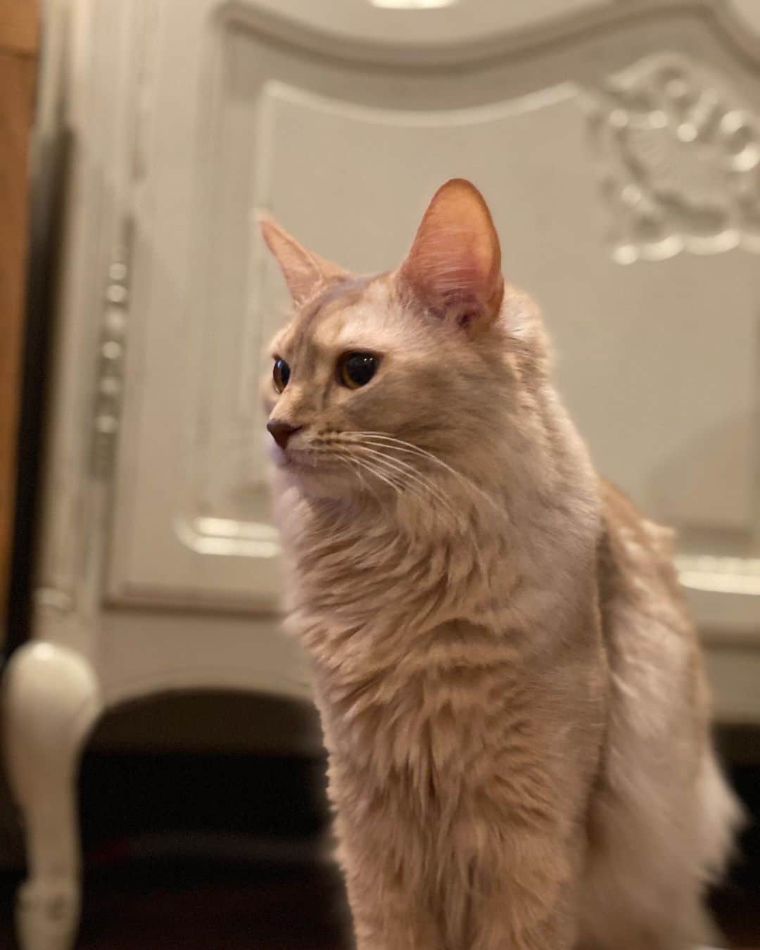 フレンチ工房 神戸のインスタグラム：「『猫と暮らす家』  ライオン❔  #猫のいる暮らし  #癒し　#可愛い #フレンチ工房神戸 #ソマリフォン」