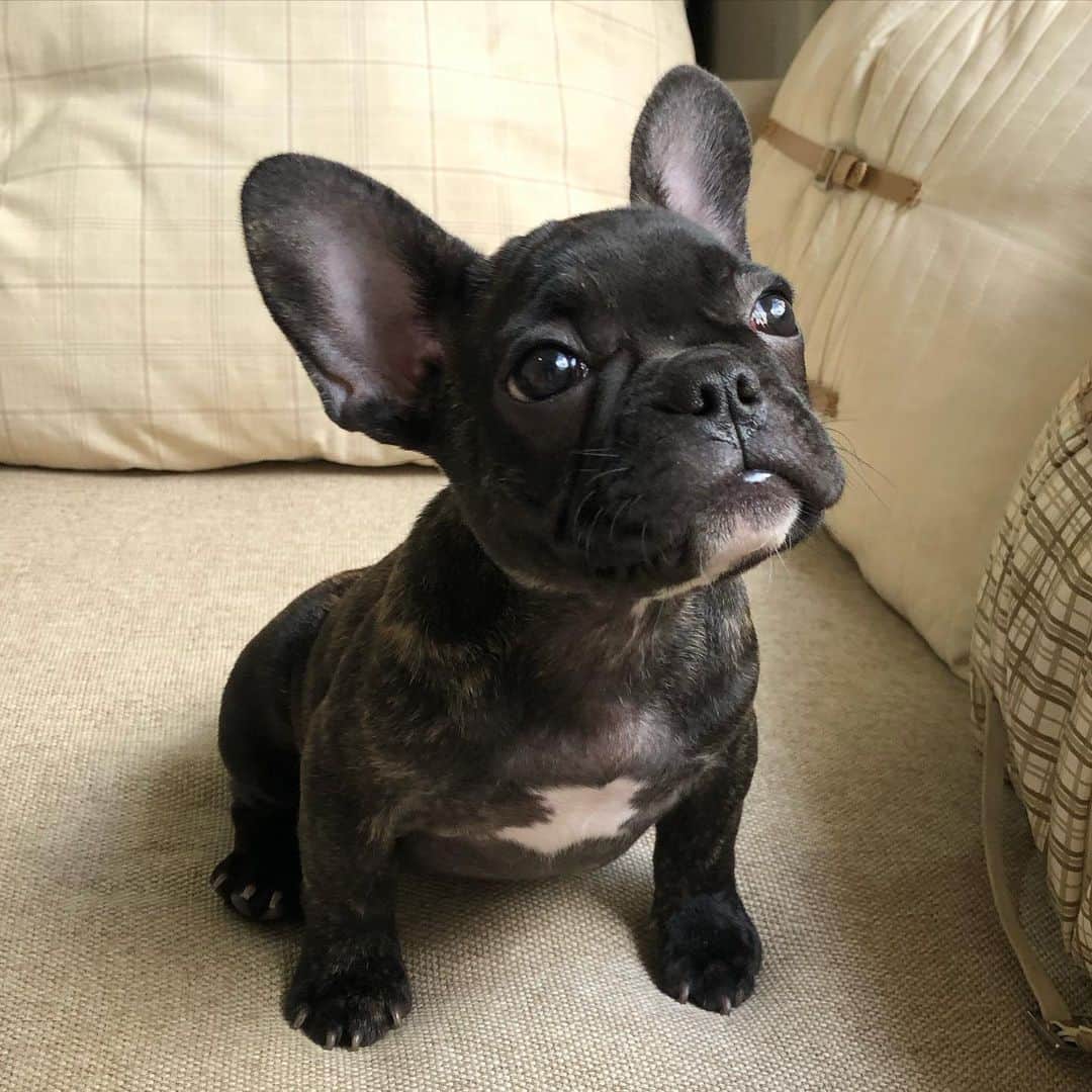Regeneratti&Oliveira Kennelのインスタグラム：「Good morning sweetie ❤️ #frenchie #jmarcoz #frenchies1 #friday #cute」