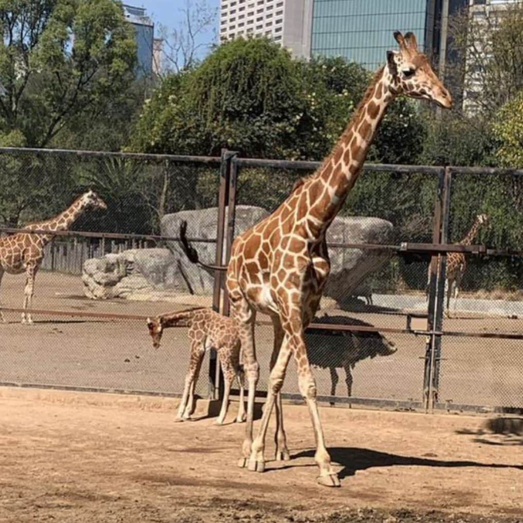 Black Jaguar-White Tiger さんのインスタグラム写真 - (Black Jaguar-White Tiger Instagram)「New born Giraffe at Chapultepec Zoo in Mexico City :) @tinajeroayala @monkjungle get your butt  here ASAP」11月27日 22時02分 - blackjaguarwhitetiger