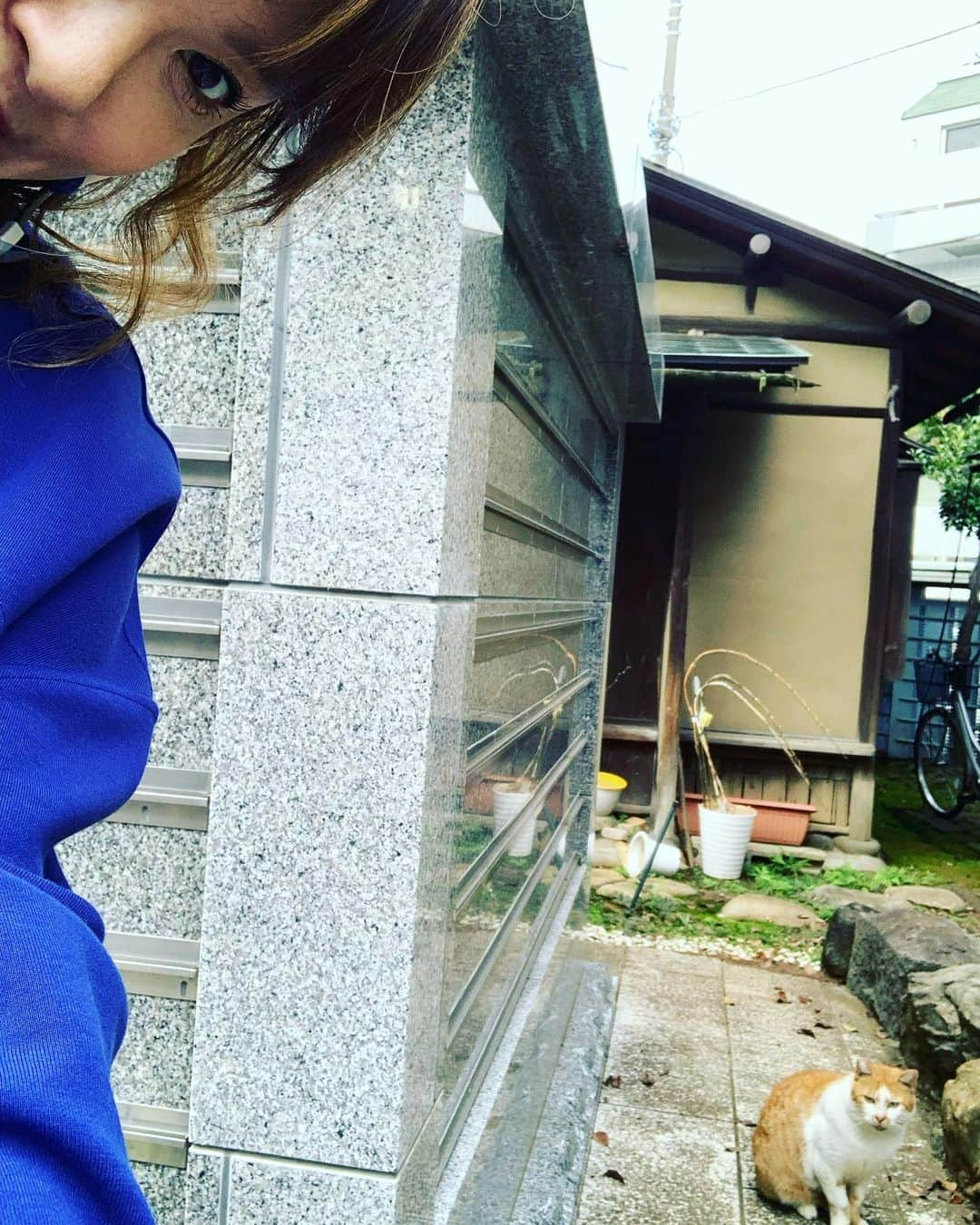 鈴木砂羽さんのインスタグラム写真 - (鈴木砂羽Instagram)「見知らぬ猫たちと ツーショットの道もなかなか 険しいのに スリーショットなんて、、、😹😹😹  でも子猫ちゃんたちのカワユサったら ないですわね😻 これは奇跡の一枚‼️  #もふもふモフモフ　 #NHK #ツーショットハンター #自撮り棒  猫カワイイけど ワタシの瞳孔開いててコワイ🤣」11月27日 22時16分 - bombon_sawa