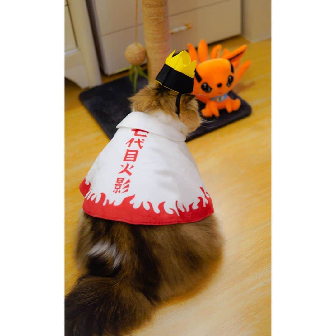 Kenshin & Chloeyさんのインスタグラム写真 - (Kenshin & ChloeyInstagram)「(swipe) Im Kenruto Uzumaki! 😸 Believe it! 😄♥️ #narutocat#narutohokage#kurama#cosplaycat#catcosplay#Naruto」11月27日 22時17分 - kitty.chloeykenshin