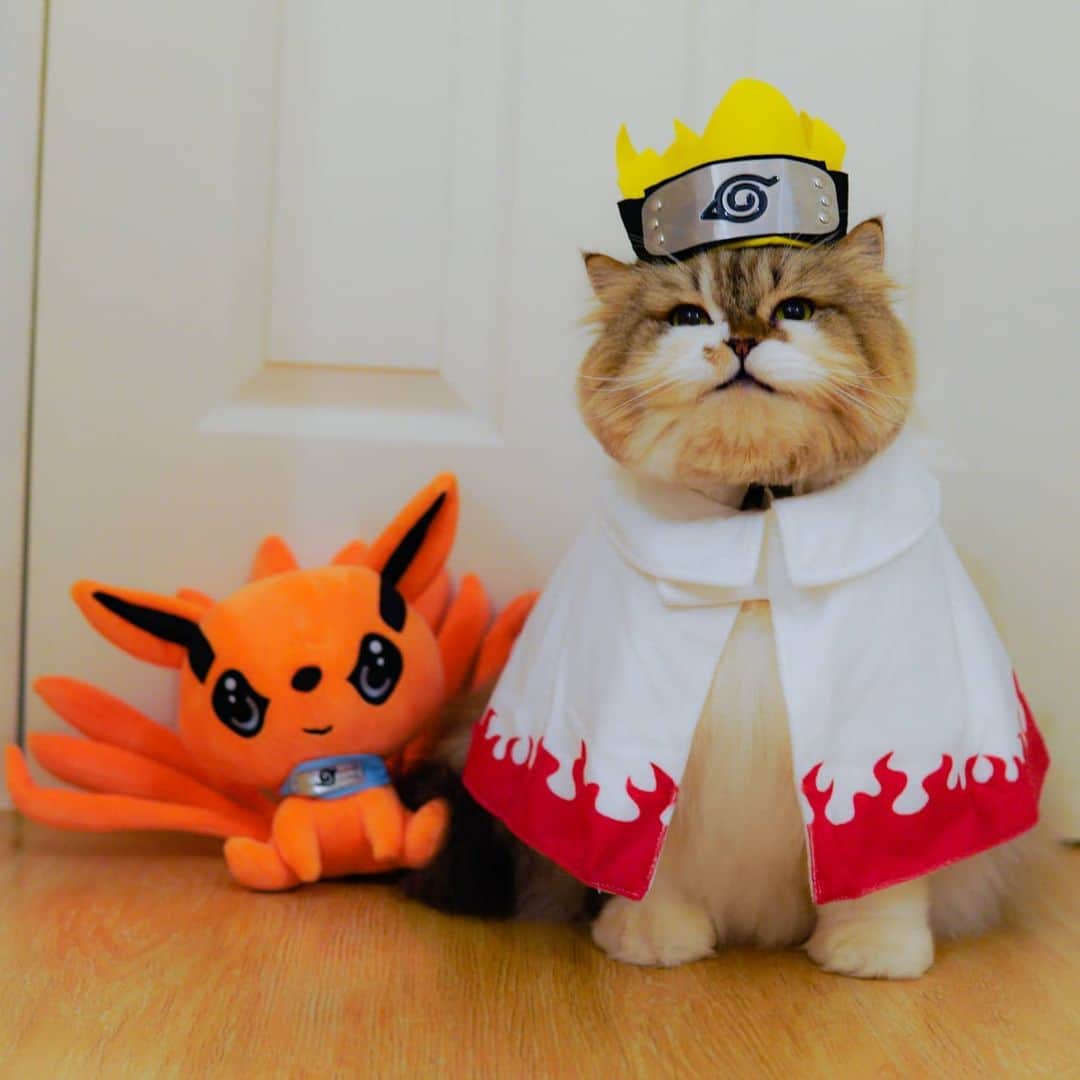 Kenshin & Chloeyのインスタグラム：「(swipe) Im Kenruto Uzumaki! 😸 Believe it! 😄♥️ #narutocat#narutohokage#kurama#cosplaycat#catcosplay#Naruto」