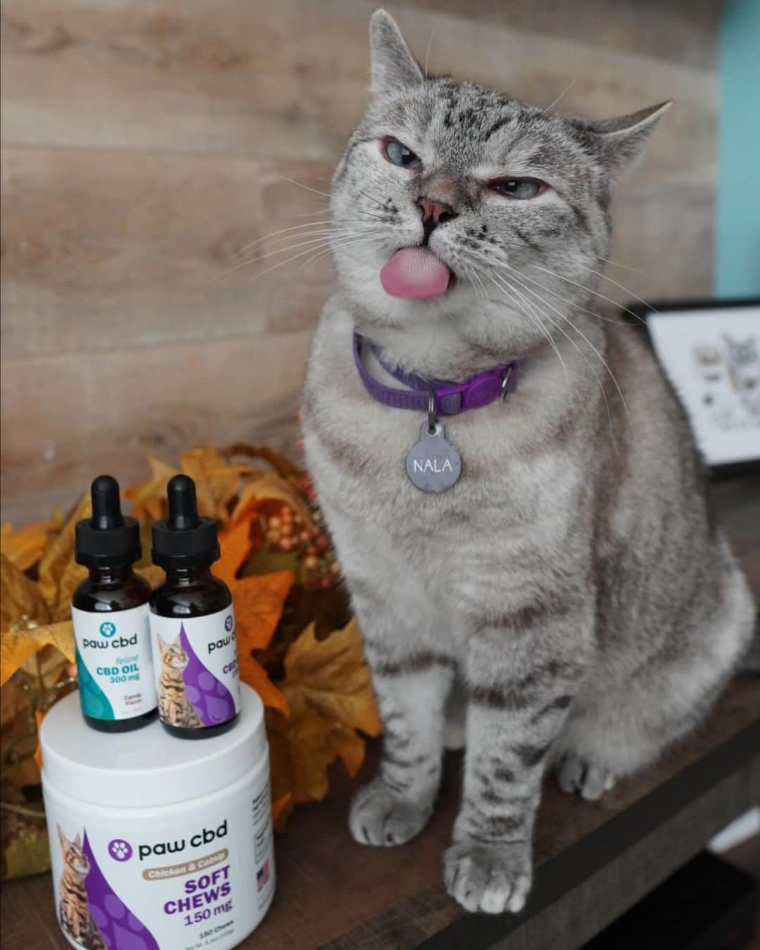 nala_catさんのインスタグラム写真 - (nala_catInstagram)「It’s #pawfriday and that’s the purrfect time to stock up on your favorite @pawcbd products. From Nov 27-29 (Black Friday weekend), use code PAWFRIDAY to save 30% off orders over $59 (Paw) -- (over $99 for MD, code FRIYAY) Link in bio to shop right meow! #ad #cbdoil」11月27日 22時18分 - nala_cat