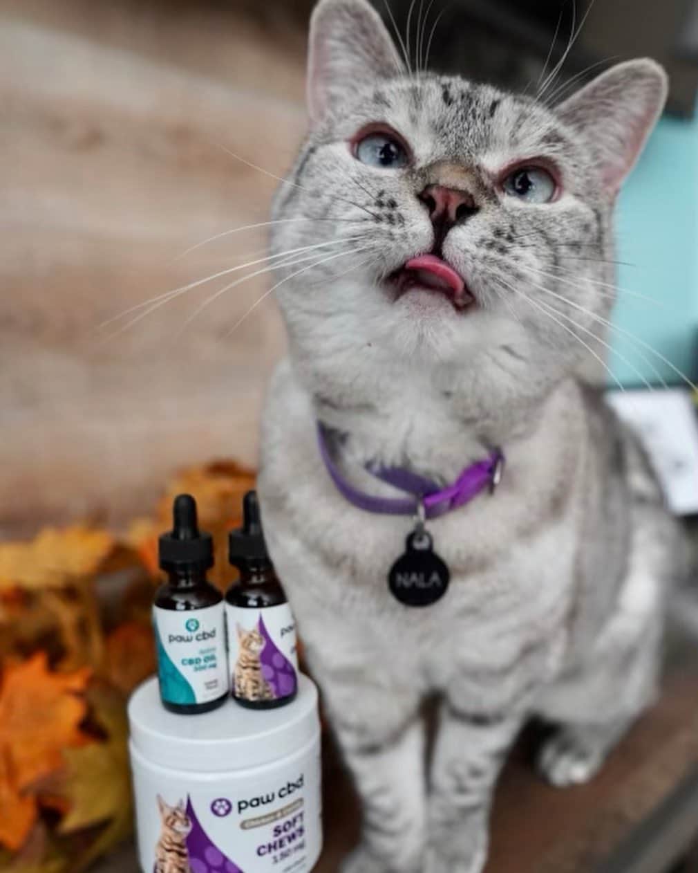 nala_catさんのインスタグラム写真 - (nala_catInstagram)「It’s #pawfriday and that’s the purrfect time to stock up on your favorite @pawcbd products. From Nov 27-29 (Black Friday weekend), use code PAWFRIDAY to save 30% off orders over $59 (Paw) -- (over $99 for MD, code FRIYAY) Link in bio to shop right meow! #ad #cbdoil」11月27日 22時18分 - nala_cat