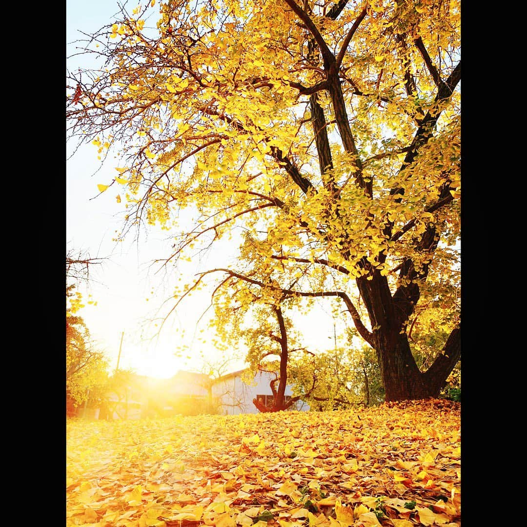 上坂嵩さんのインスタグラム写真 - (上坂嵩Instagram)「今日は、黄葉のピーク迎える祖父江町から生中継でした！🎤 . モミジの紅葉も素敵ですが、イチョウの"黄葉"も素敵！ 西陽を浴びたイチョウは、黄金色に輝いていました✨ . 品種によって黄葉のピークが異なるため、 地面には散ったイチョウが並んでいて、 一面に黄色い絨毯が広がっていました！ . なかにはまだ葉が緑色の木もありましたよ！ . . 今年、イチョウ祭りは中止となりましたが、 29日(日)まで臨時駐車場は用意されているそうです。 詳しくは祖父江町商工会のホームページをご覧ください。 . お出掛けの際は、感染対策をしてお楽しみください😌 . . #愛知県 #稲沢市 #祖父江町 #イチョウ #銀杏 #黄葉 #紅葉 #そぶえイチョウ黄葉まつり  #メーテレ #アップ #上坂嵩」11月27日 22時31分 - takashi_uesaka_nbn