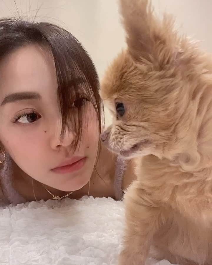 のインスタグラム：「🐶❤️👀 @myname_is_meko  • #ペットのいる生活  #チワワ #🐶❤️  #chihuahua #chiwawa  #dogstagram  #doglover  #愛犬との暮らし」