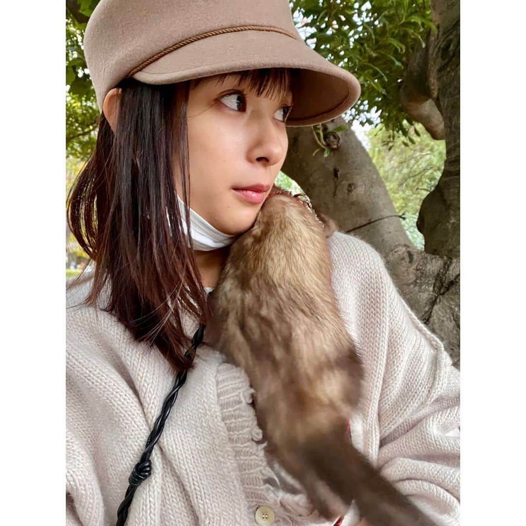 芳根京子さんのインスタグラム写真 - (芳根京子Instagram)「肩、たまに頭にも乗ってくるので 我が家ではピカチュウと呼ばれてます。 (呼んでるのは私だけか)  カメラに興味津々たぬたぬ。  3枚目は、 ぺとっ。ってしてきました。  なによ🦫  #たぬ日記」11月27日 22時33分 - yoshinekyoko