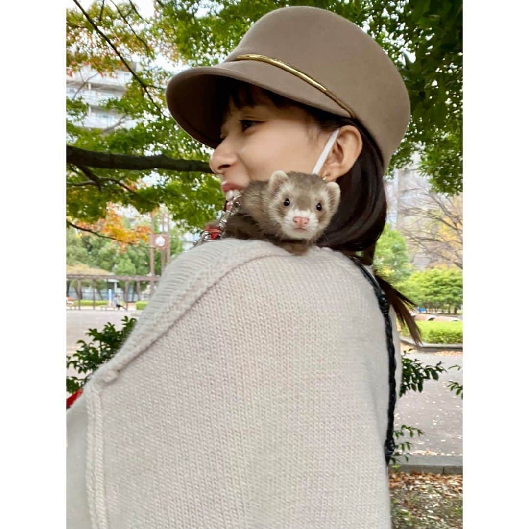 芳根京子さんのインスタグラム写真 - (芳根京子Instagram)「肩、たまに頭にも乗ってくるので 我が家ではピカチュウと呼ばれてます。 (呼んでるのは私だけか)  カメラに興味津々たぬたぬ。  3枚目は、 ぺとっ。ってしてきました。  なによ🦫  #たぬ日記」11月27日 22時33分 - yoshinekyoko