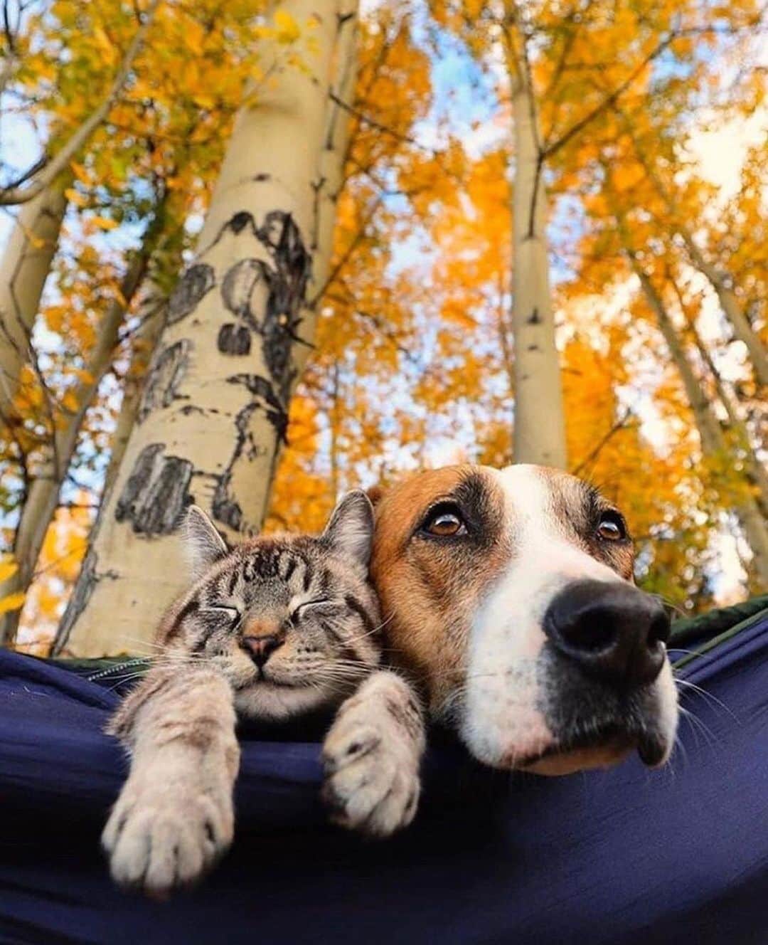 animalsさんのインスタグラム写真 - (animalsInstagram)「The best adventure duo 🐶🐱 Photos by: @henrythecoloradodog  Tag a friend! ❤️」11月27日 22時56分 - babyanmlpics