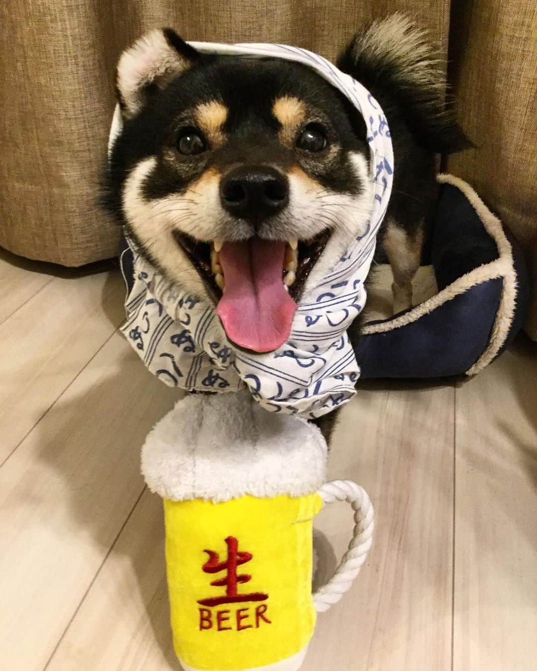 まめ丸のインスタグラム：「* * 【金曜日の #居酒屋まめ丸 🐶🍺】 * 今週もおつかれさまー🐶💓 * TGIF🐶💓 * #お耳がペロンとなっちゃってる店長さん #さむいからゆかだんぼつけたよ #みんなもカゼひかないでね * #柴犬#豆柴#柴#黒柴#黒豆柴#犬#shiba#shibainu#shibastagram#shibadog#shibapuppy#puppylove#puppy#instadog#dogstagram#dog#pet#petstagram#adorable#cute#cutedog#강아지#멍스타그#worldofcutepets#dailyfluff#weeklyfluff」