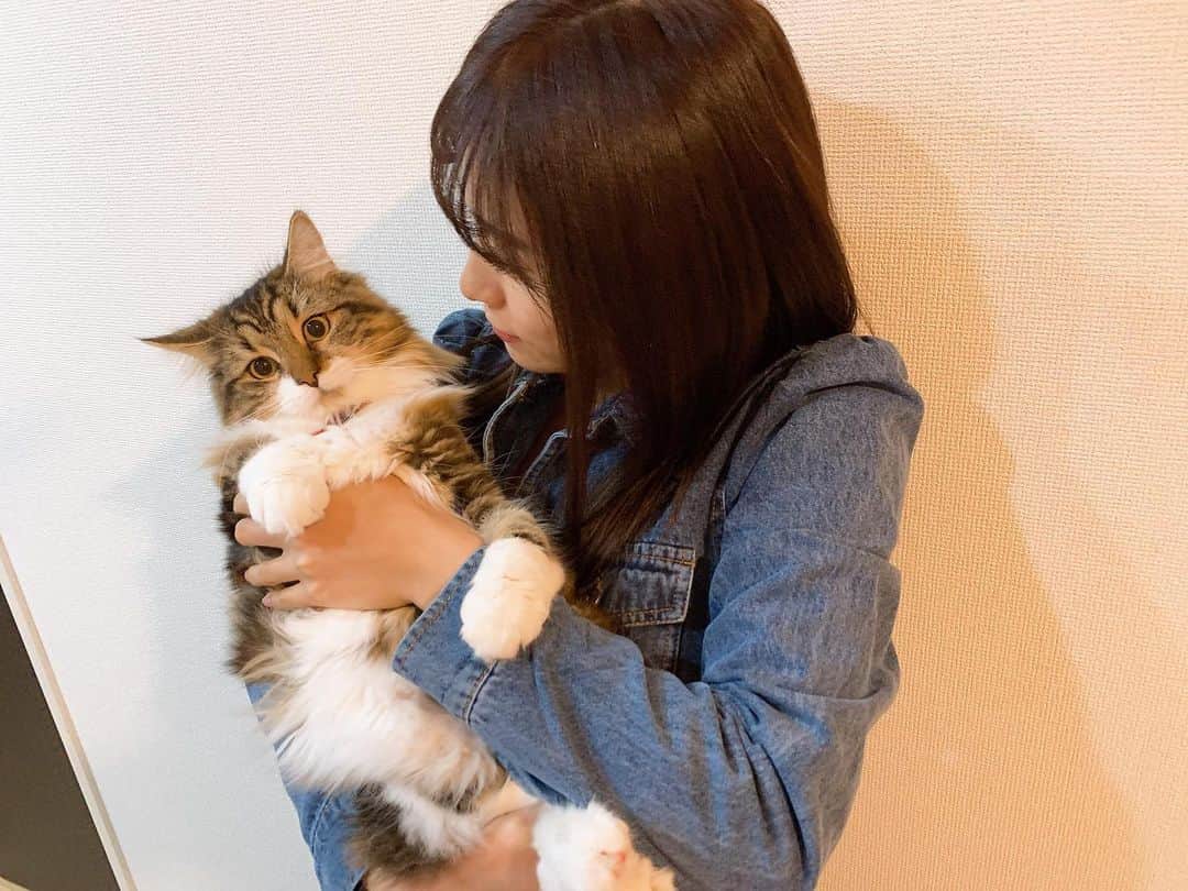 内木志のインスタグラム：「🐈💕 #内木ショパン #子猫 #ノルウェージャンフォレストキャット」